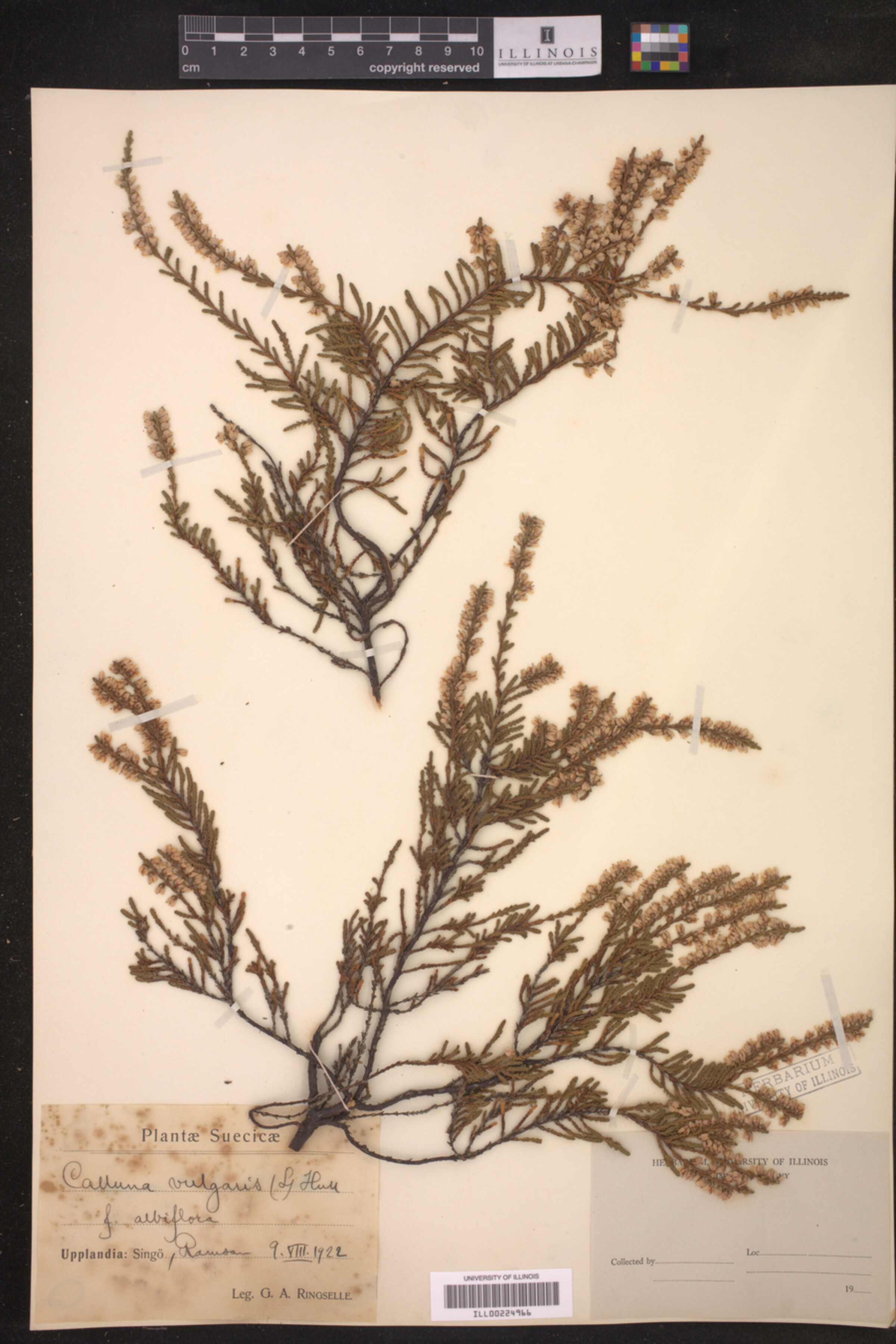 Calluna vulgaris image