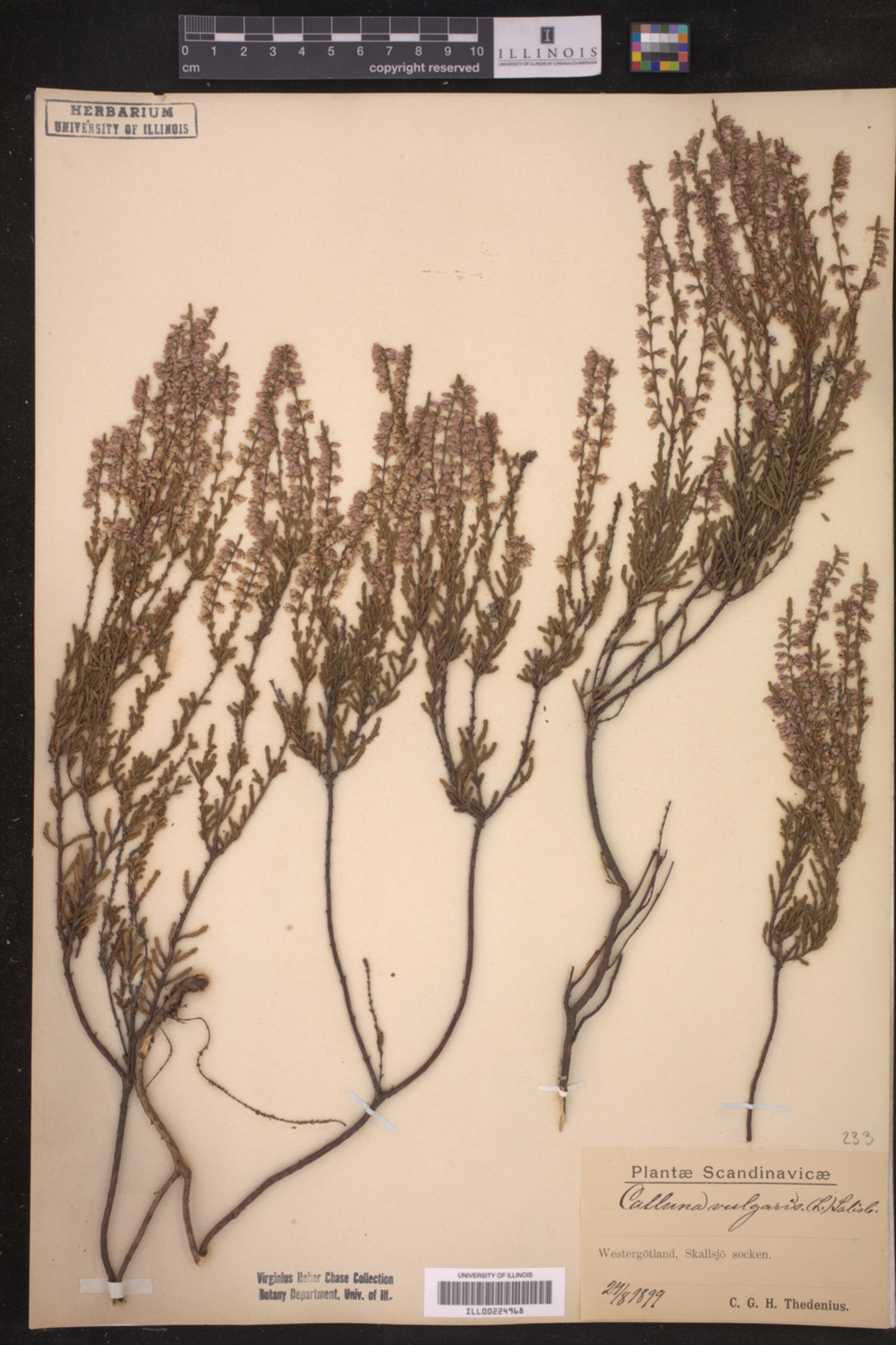 Calluna vulgaris image