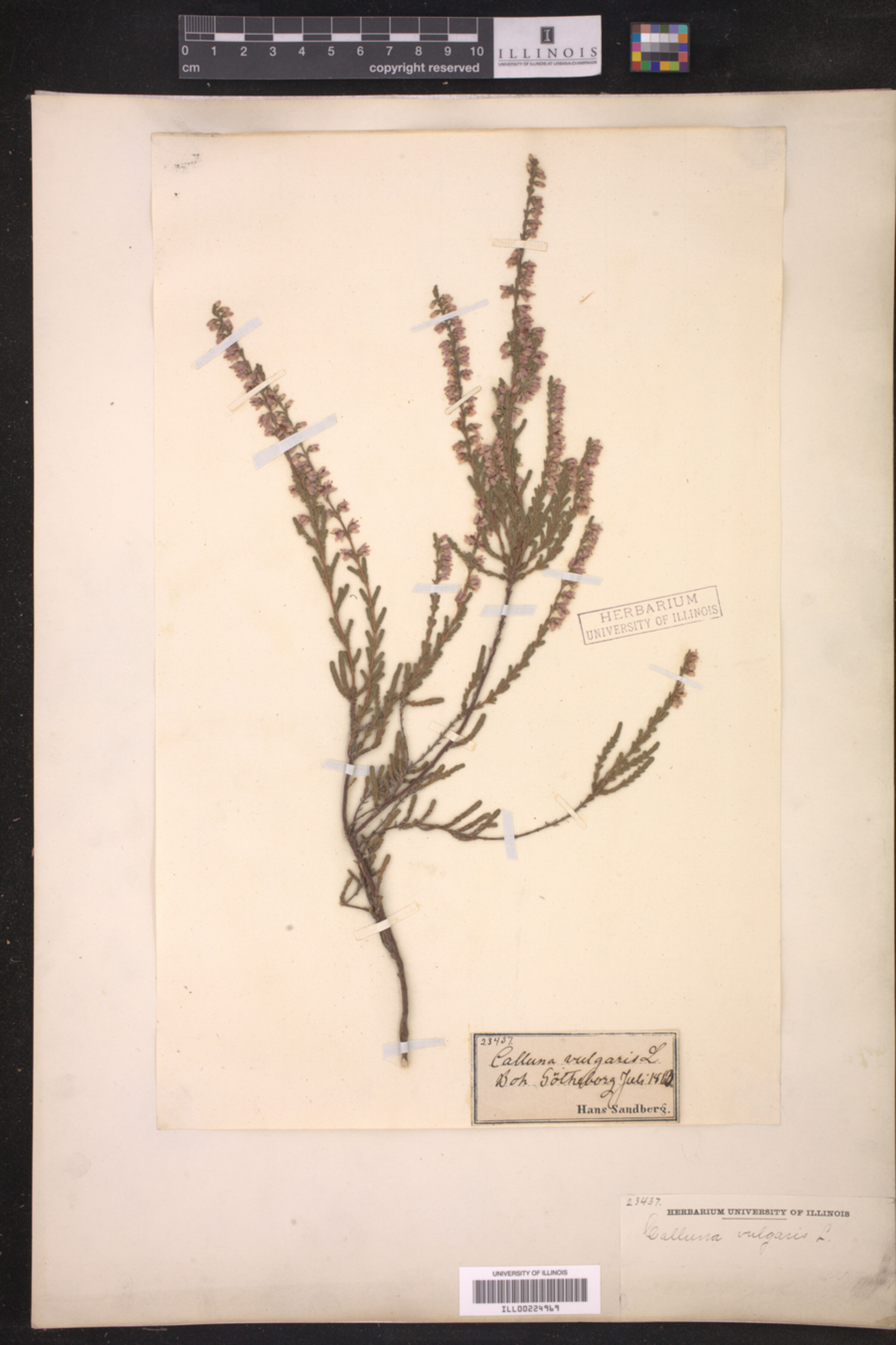 Calluna image