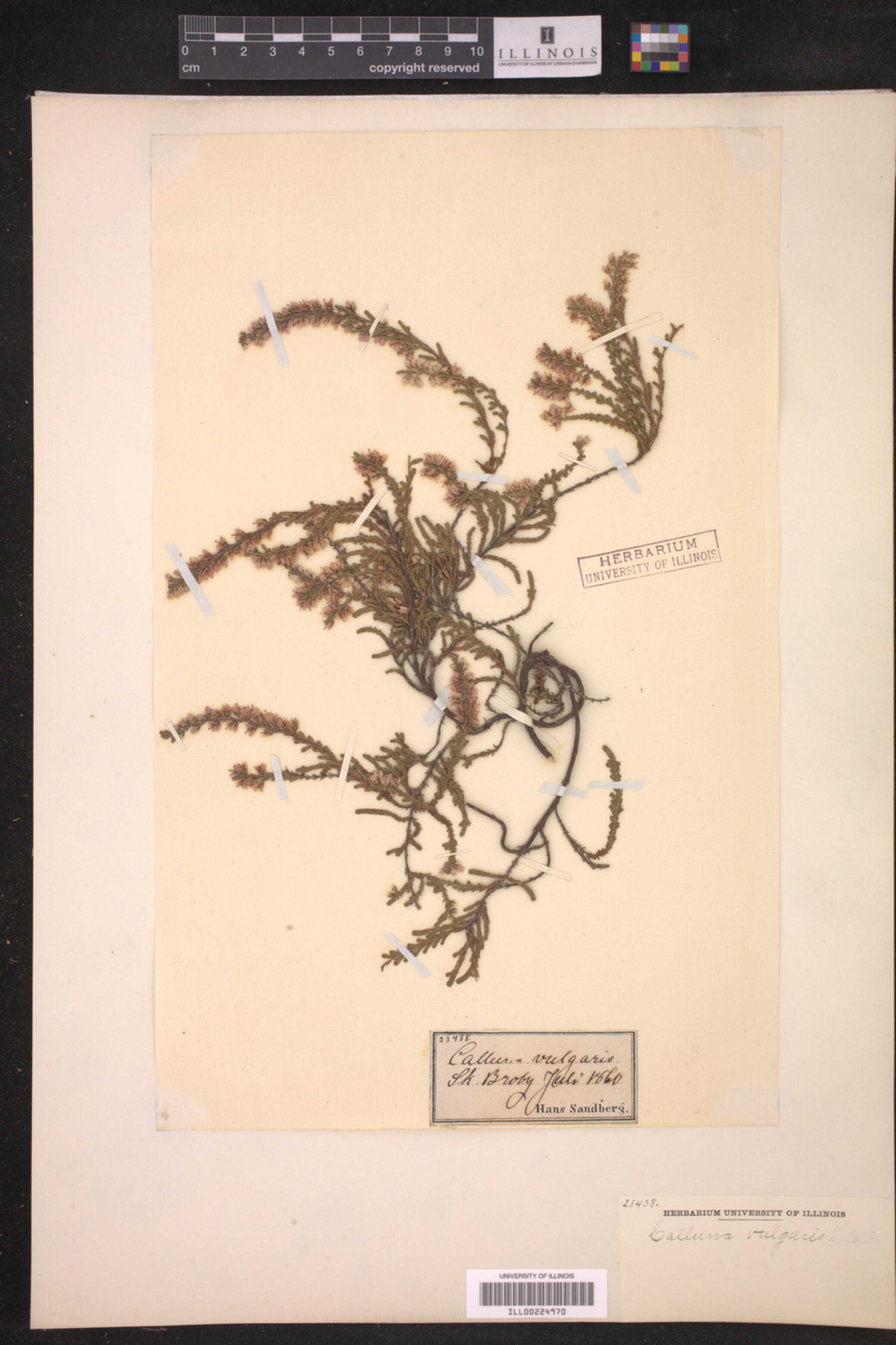 Calluna vulgaris image