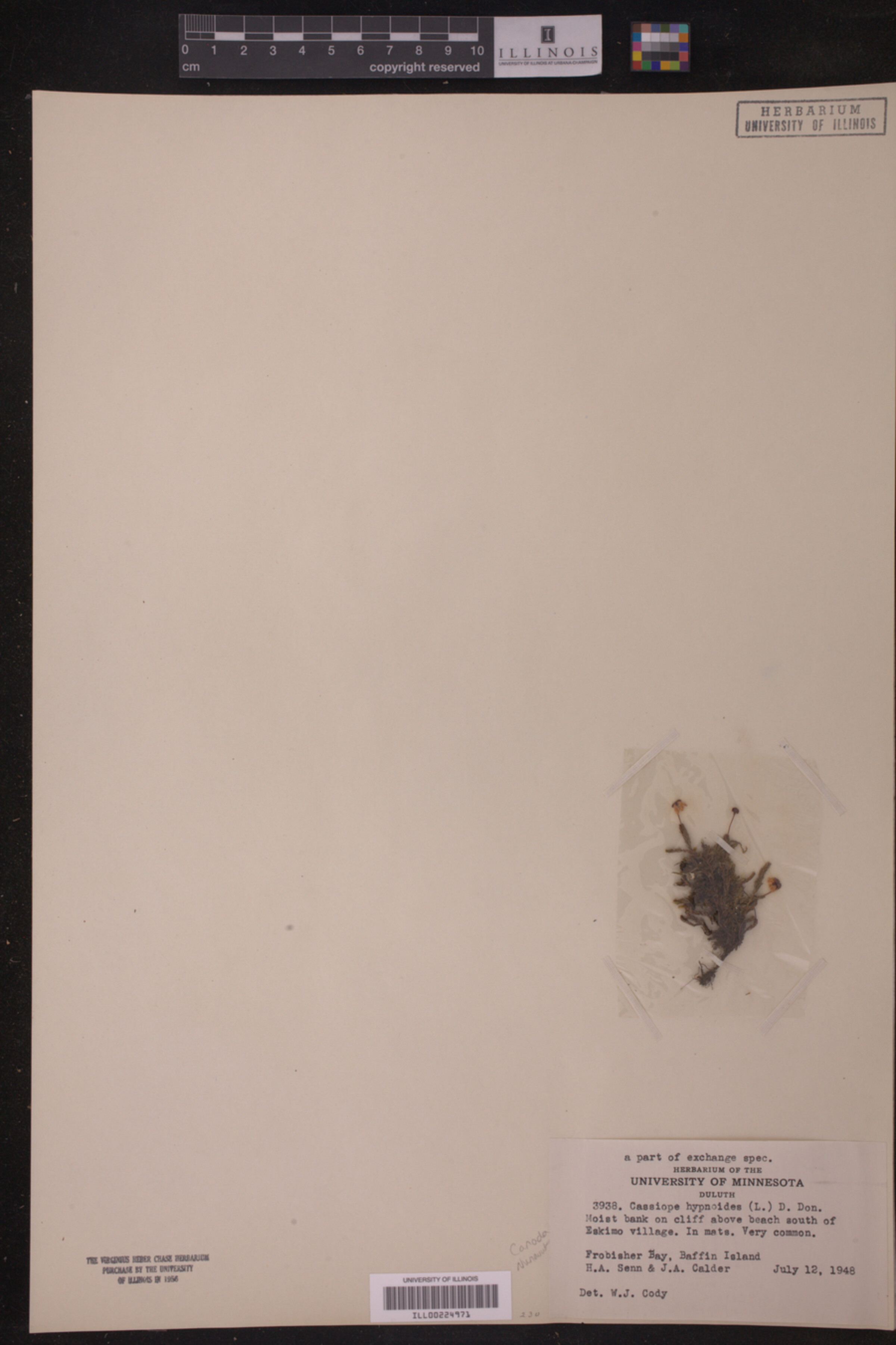 Harrimanella hypnoides image
