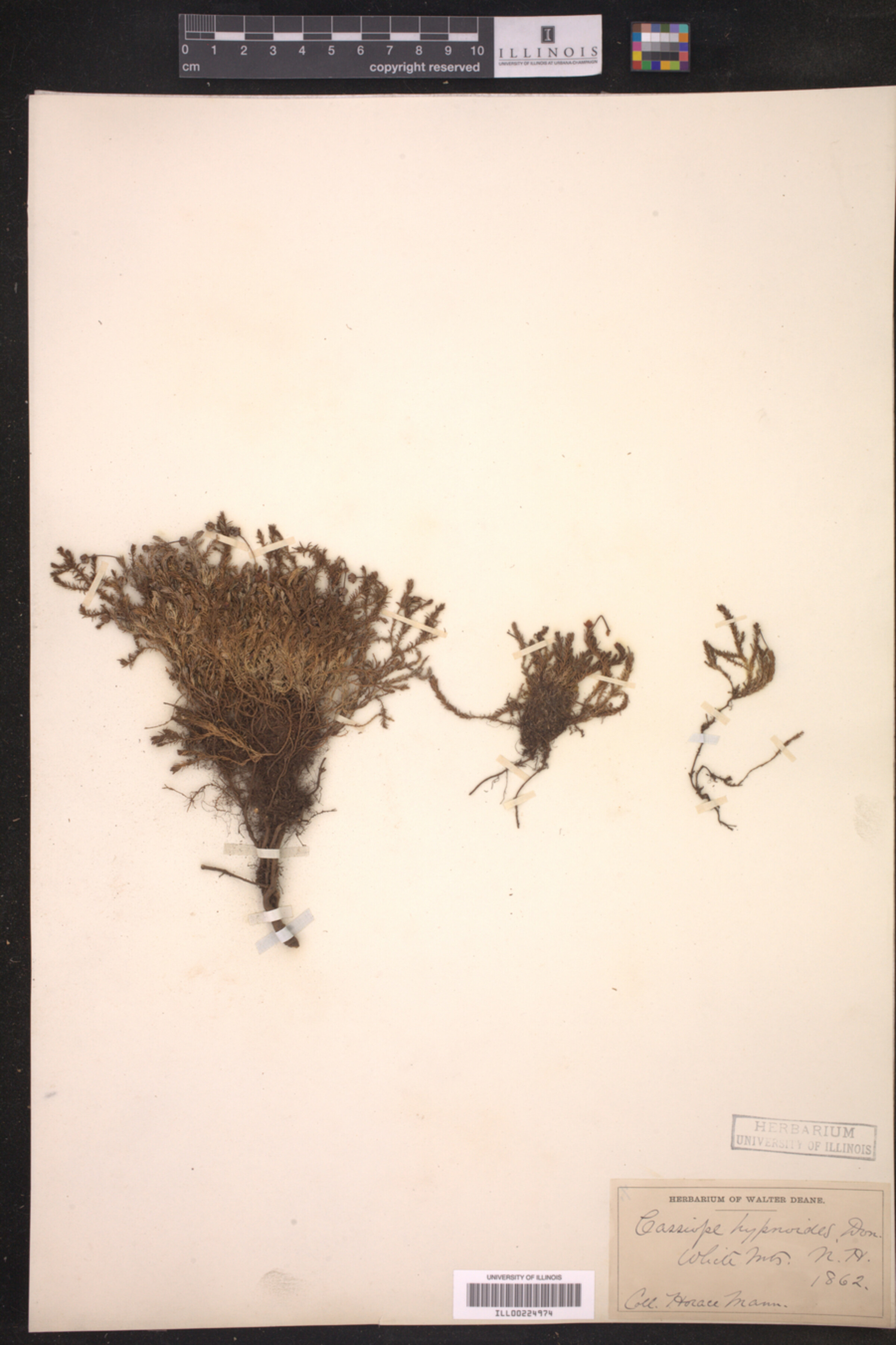 Harrimanella hypnoides image