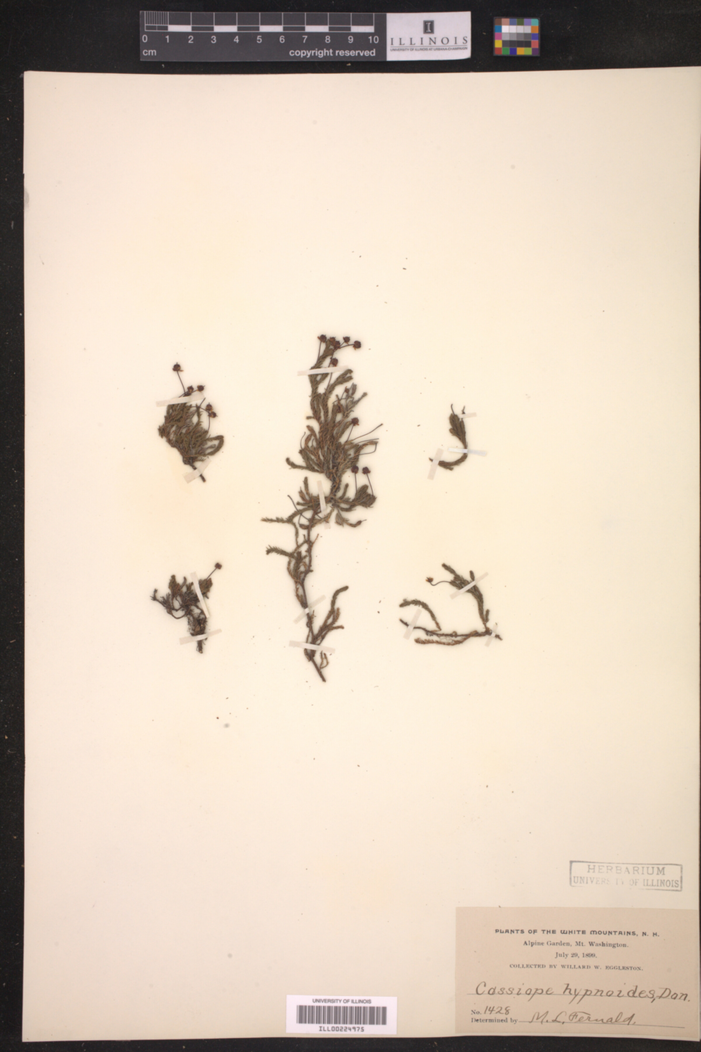 Harrimanella hypnoides image