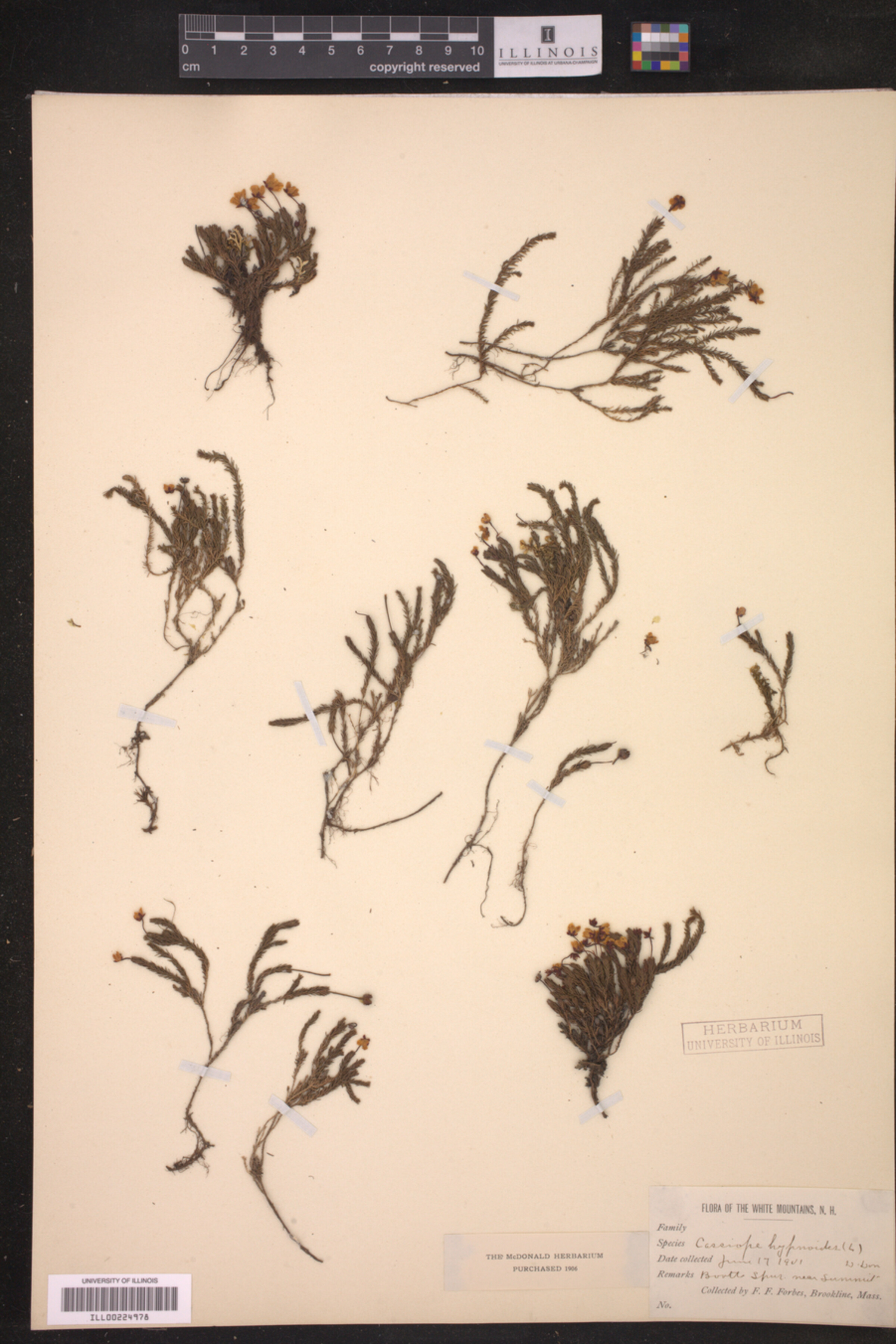 Harrimanella hypnoides image