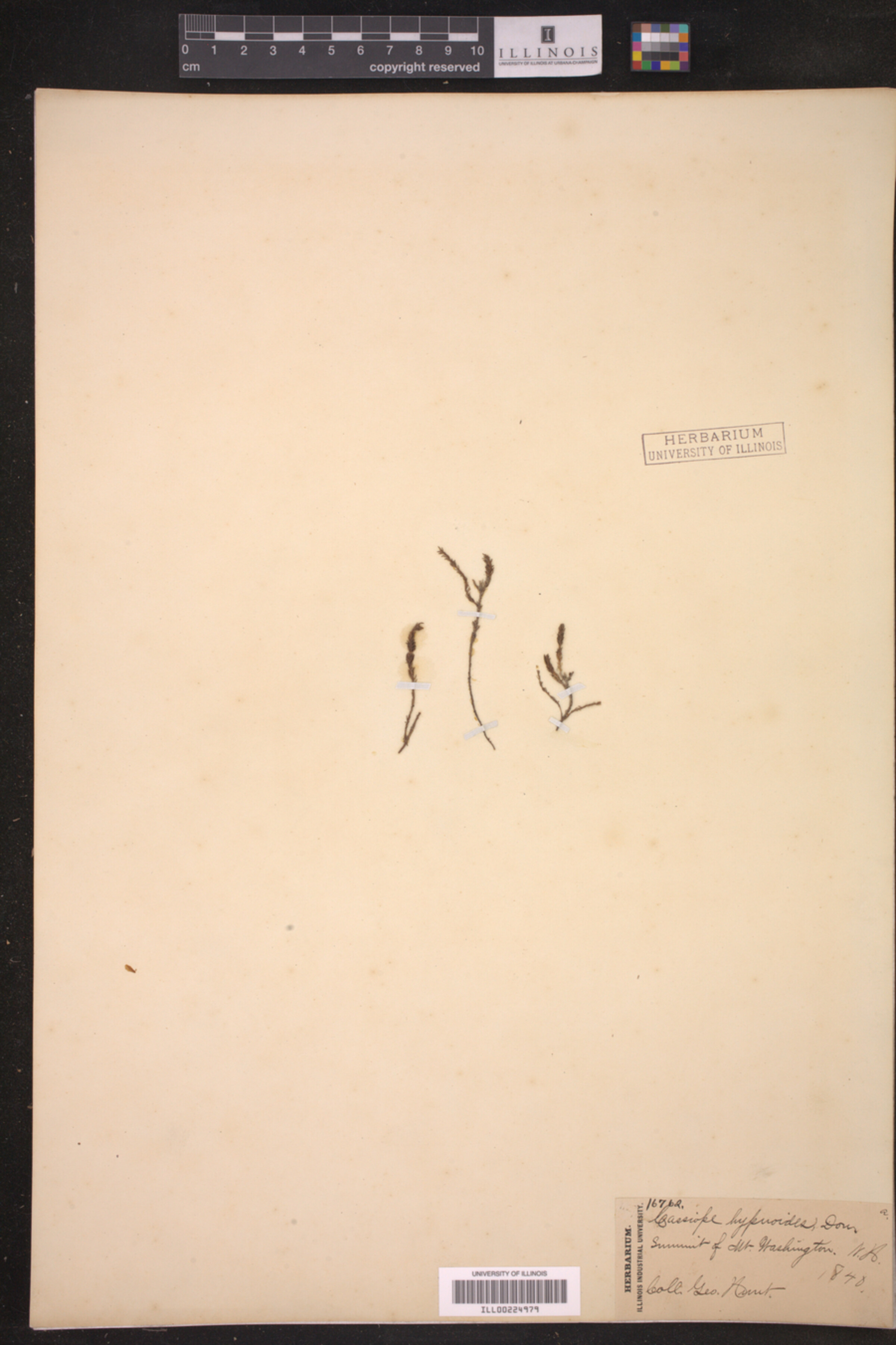 Harrimanella hypnoides image