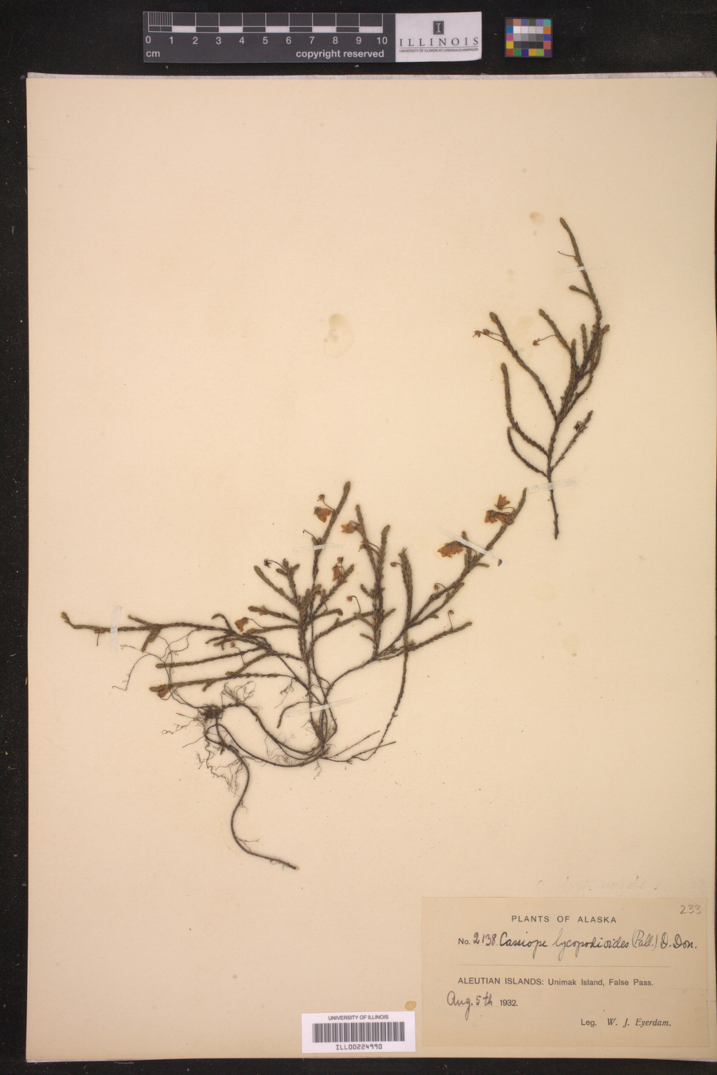 Cassiope lycopodioides image