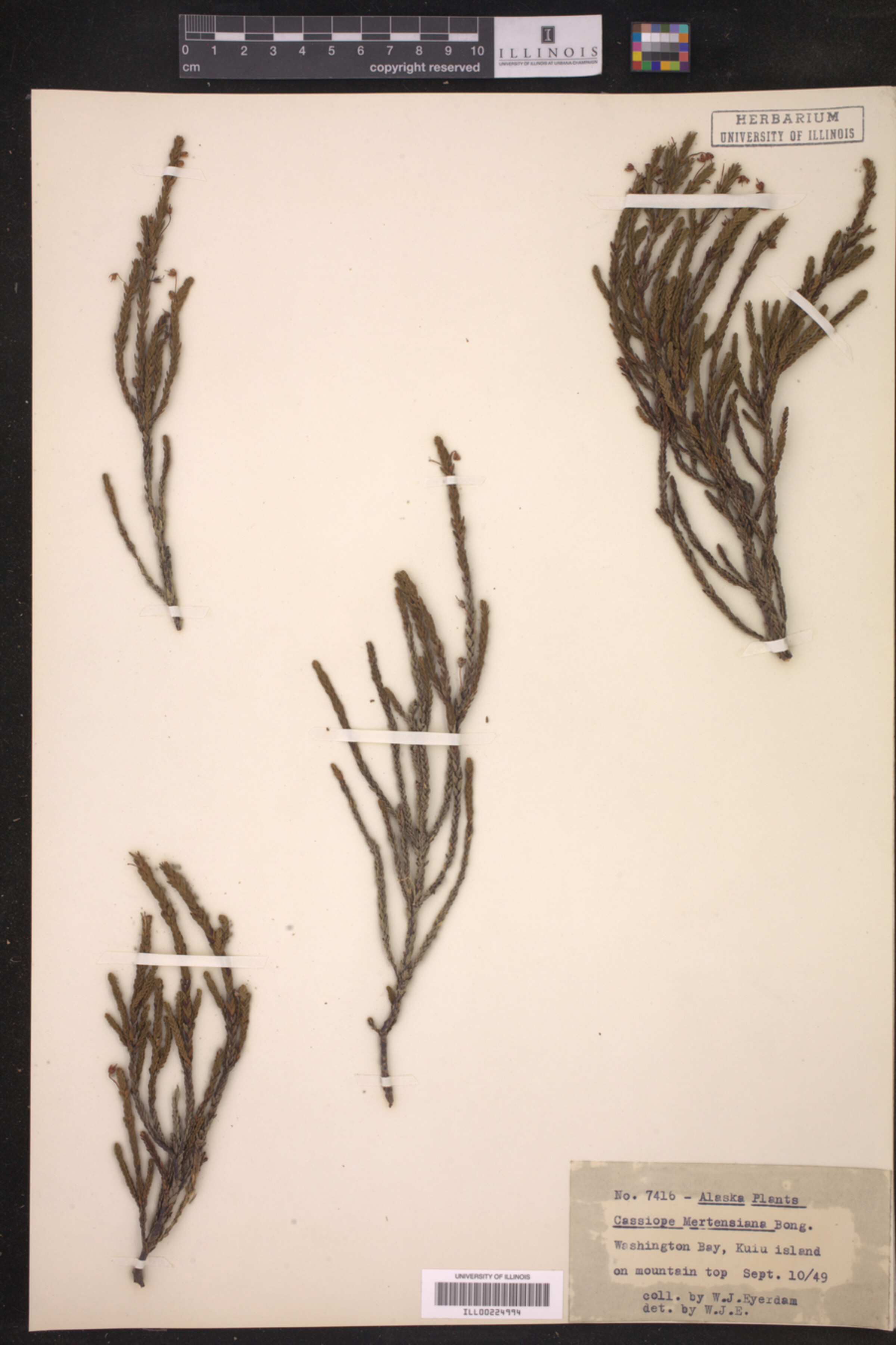 Cassiope mertensiana image