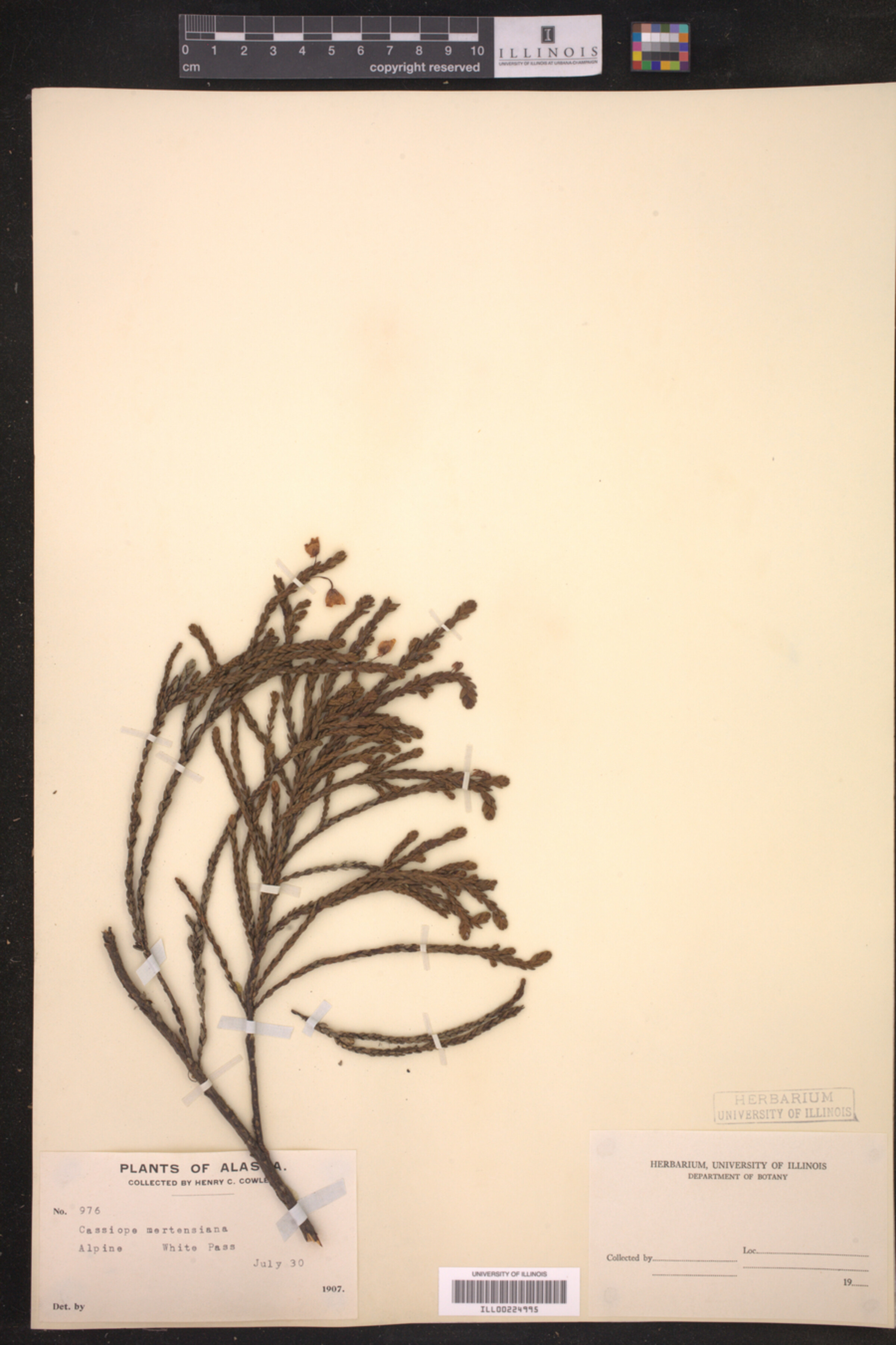 Cassiope mertensiana image