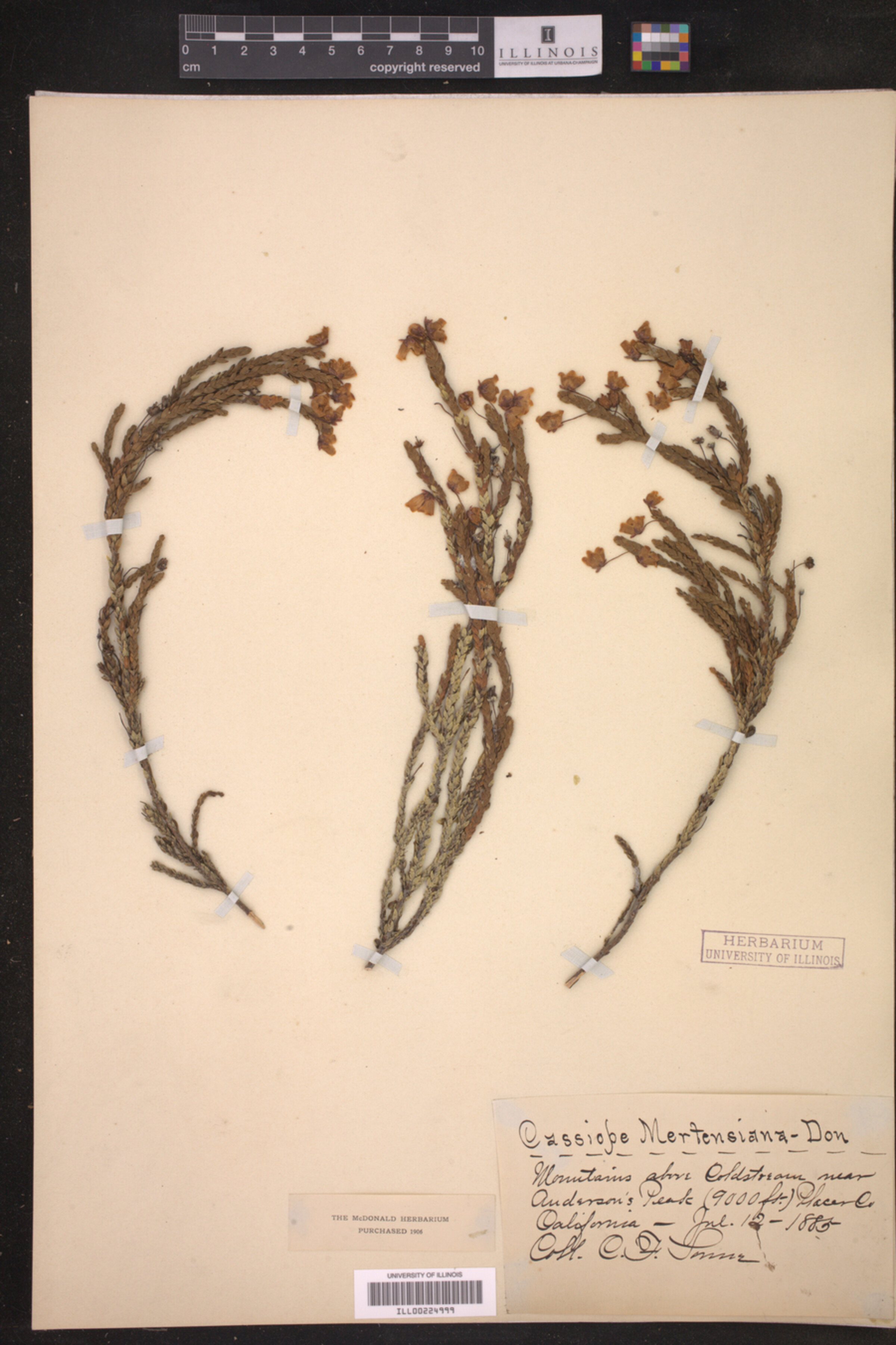 Cassiope mertensiana image