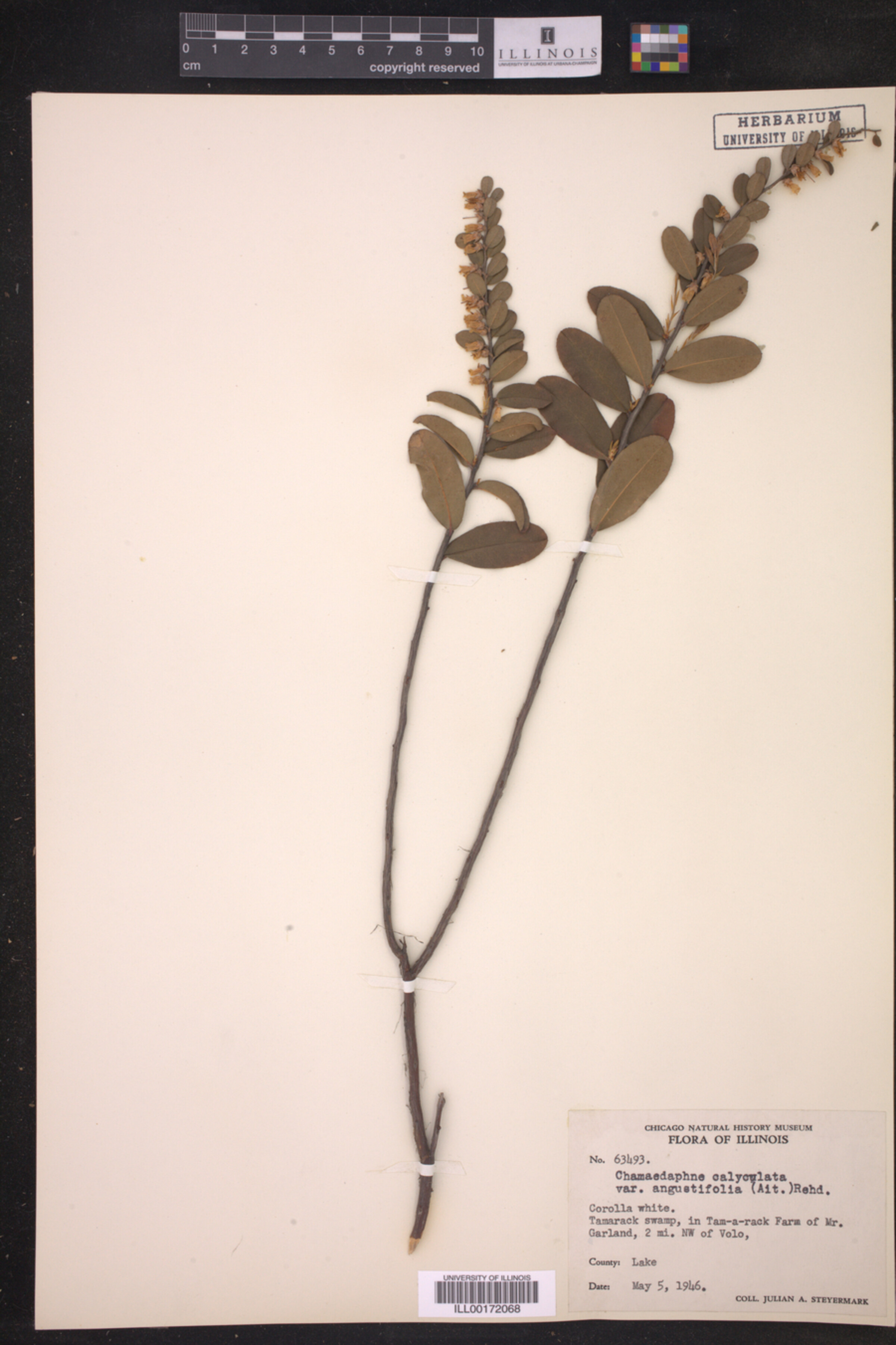 Chamaedaphne calyculata image