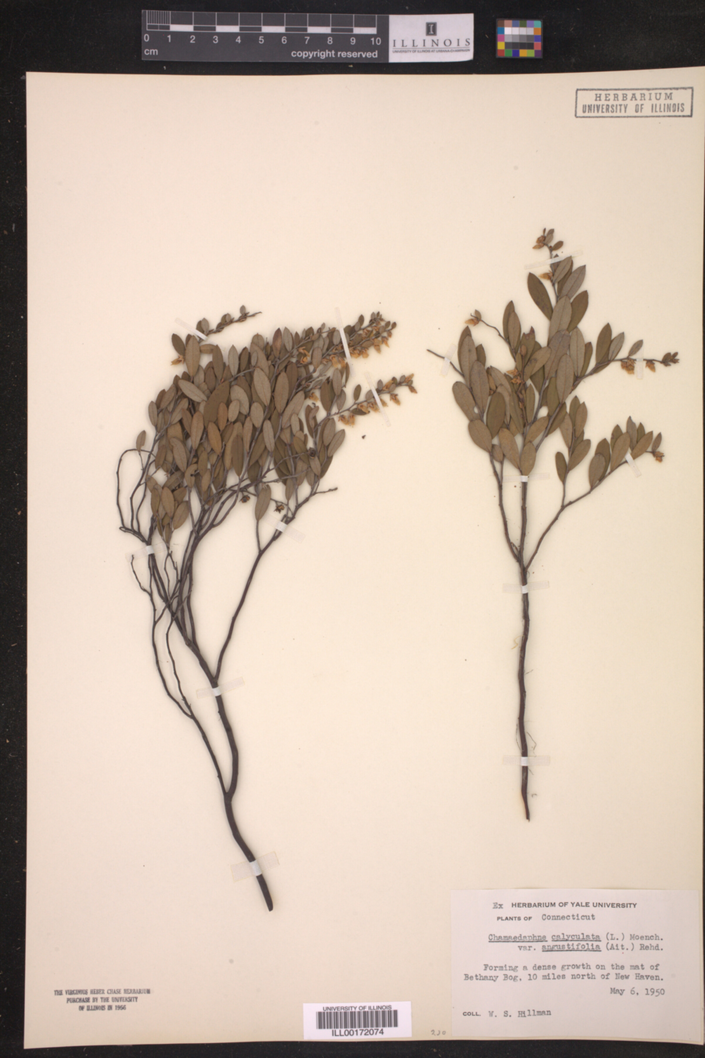 Chamaedaphne calyculata var. angustifolia image