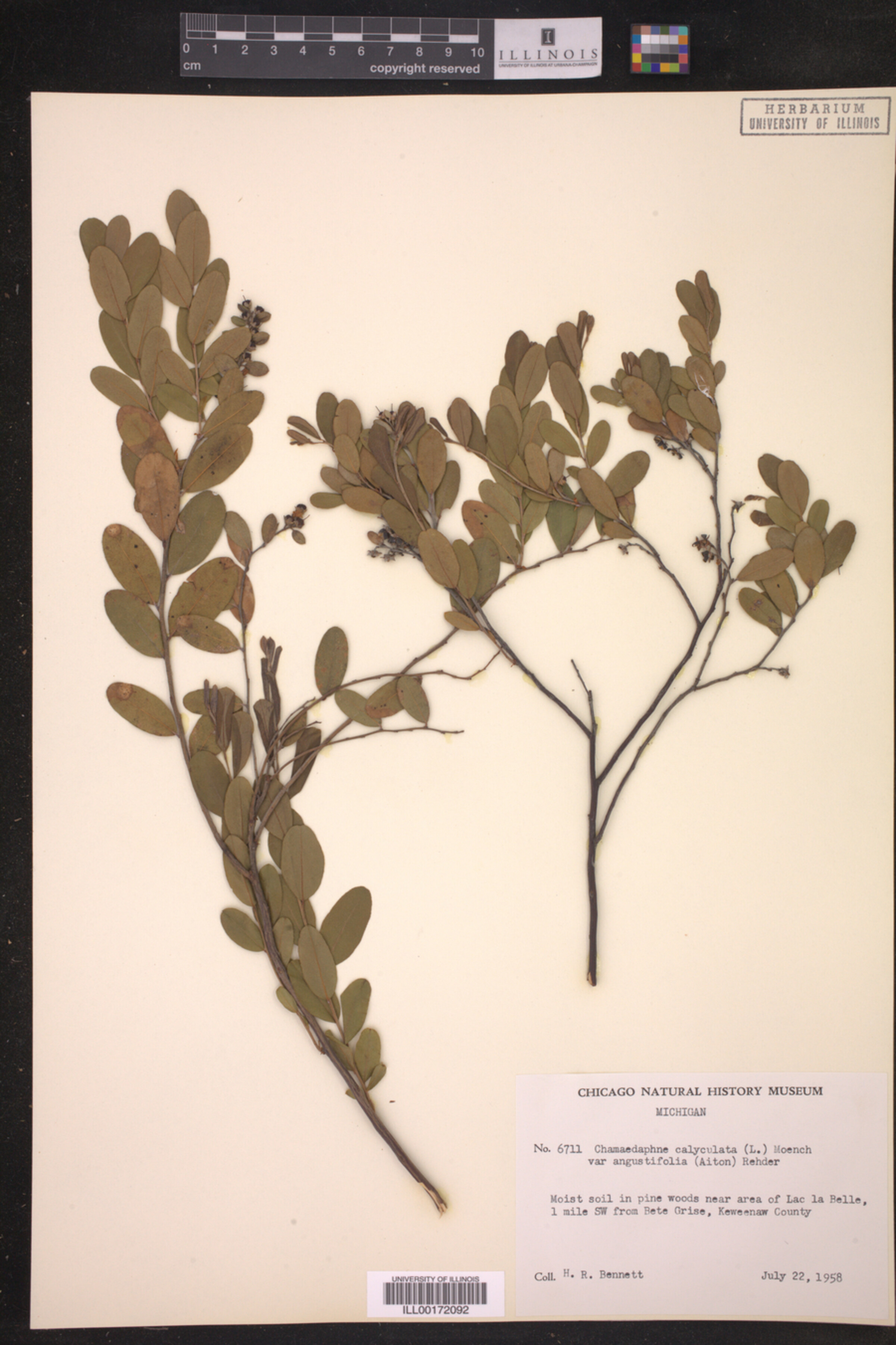 Chamaedaphne calyculata var. angustifolia image