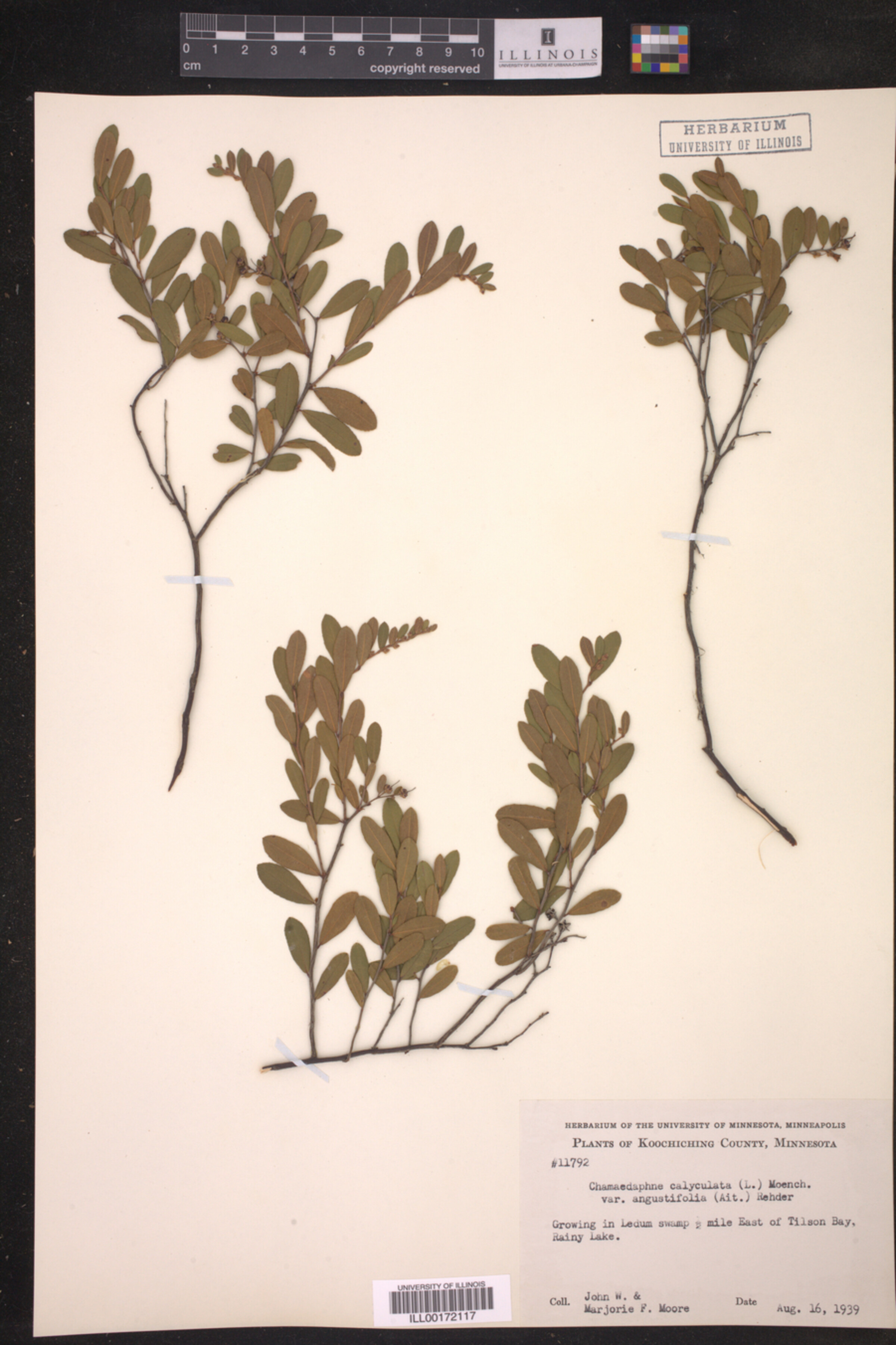 Chamaedaphne calyculata var. angustifolia image