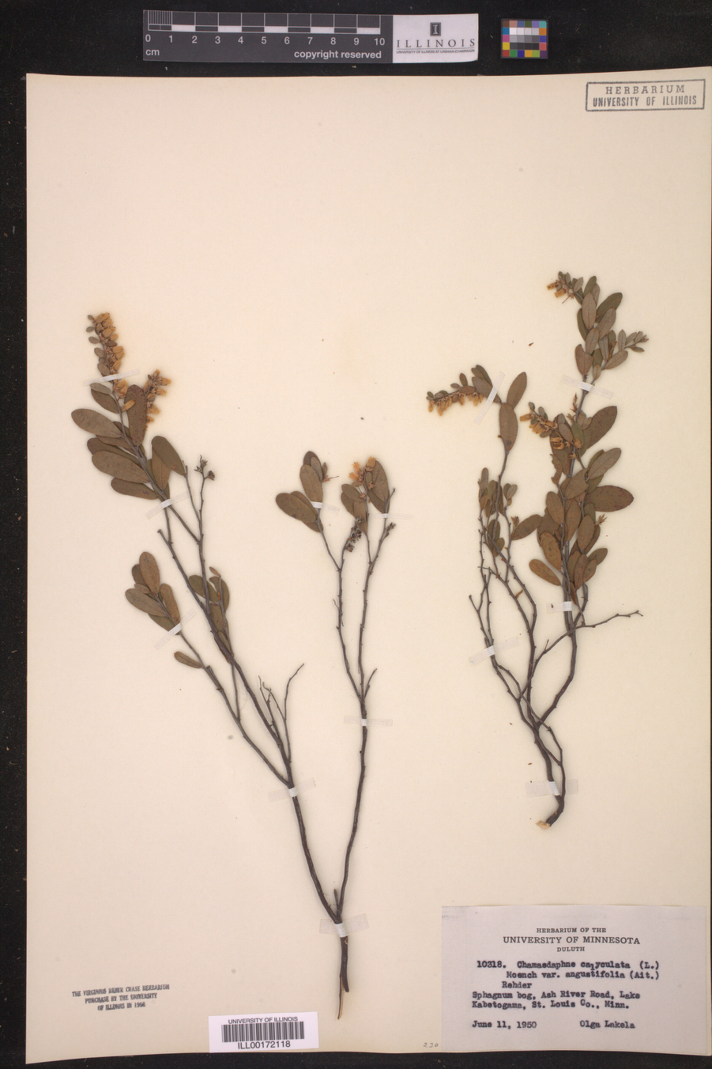 Chamaedaphne calyculata var. angustifolia image