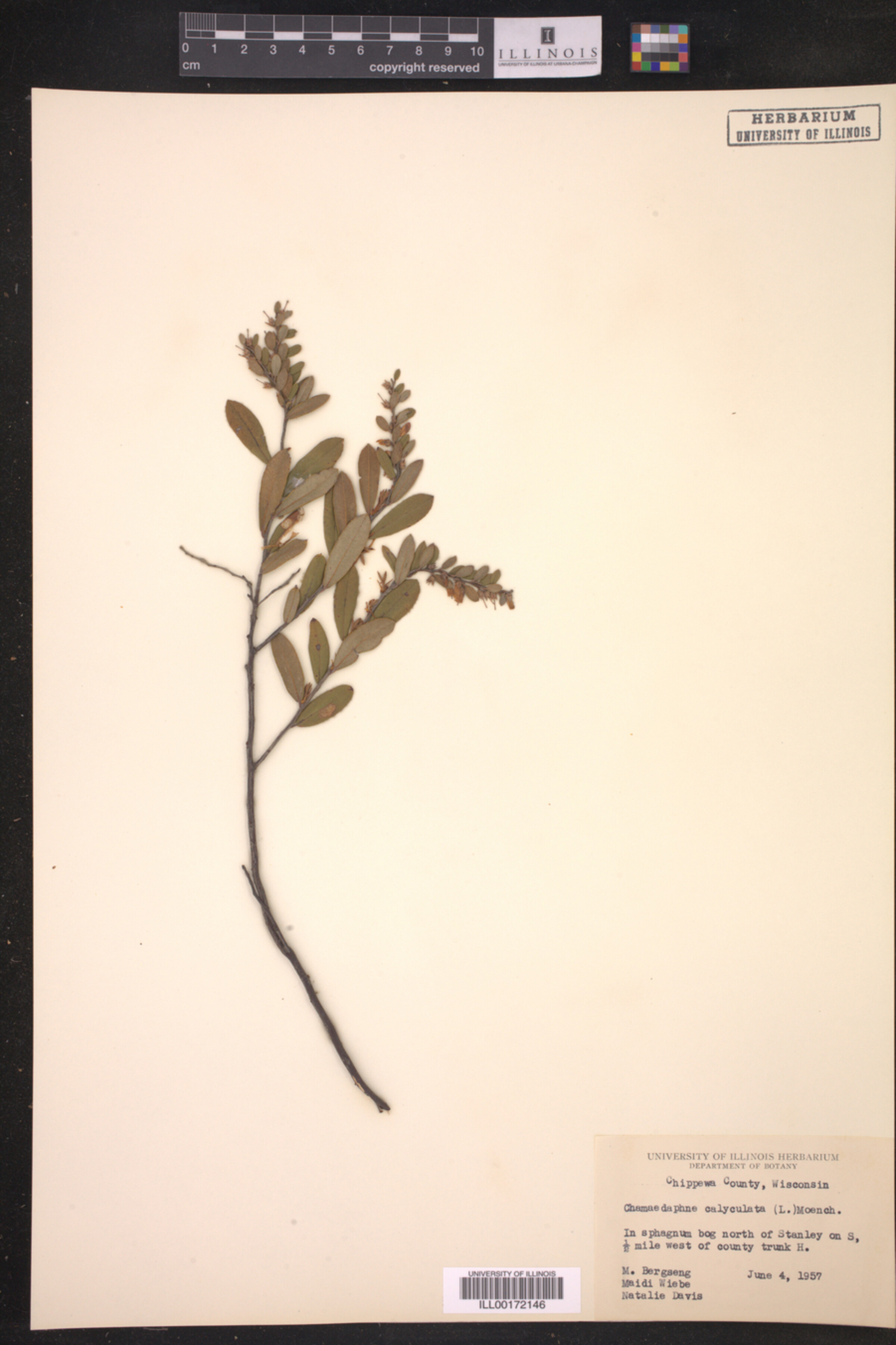 Chamaedaphne calyculata image