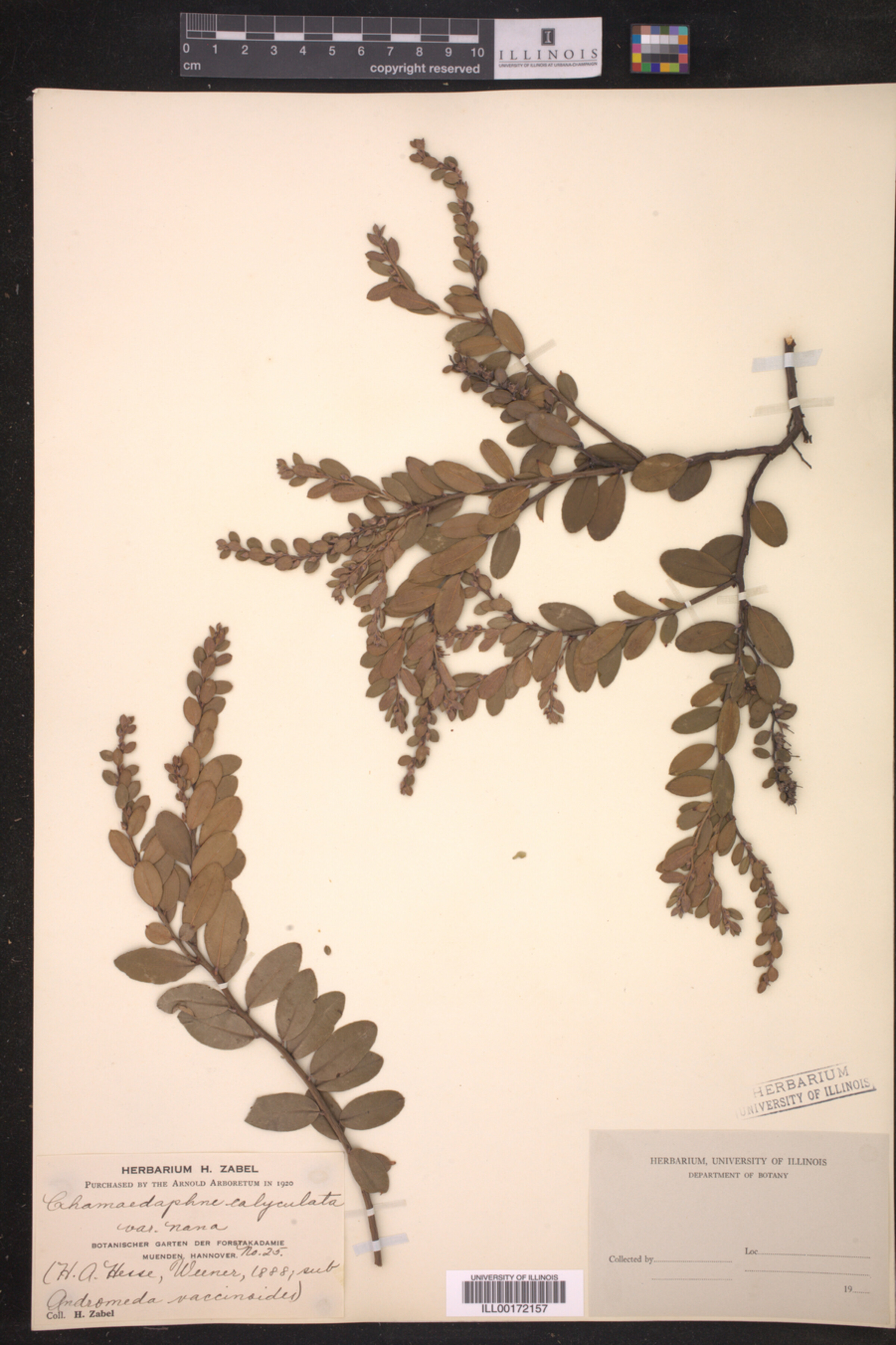 Chamaedaphne calyculata var. nana image