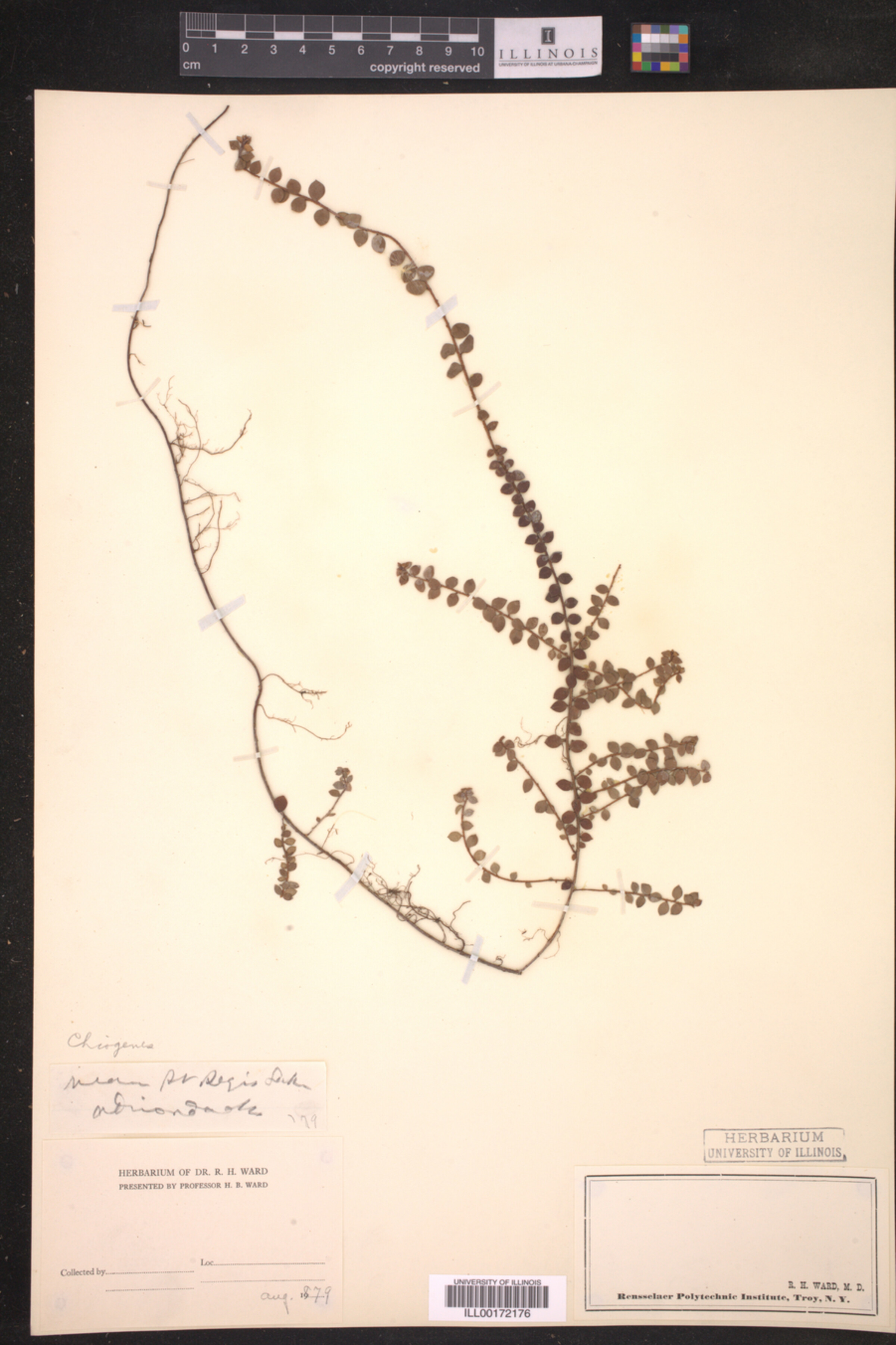 Gaultheria hispidula image
