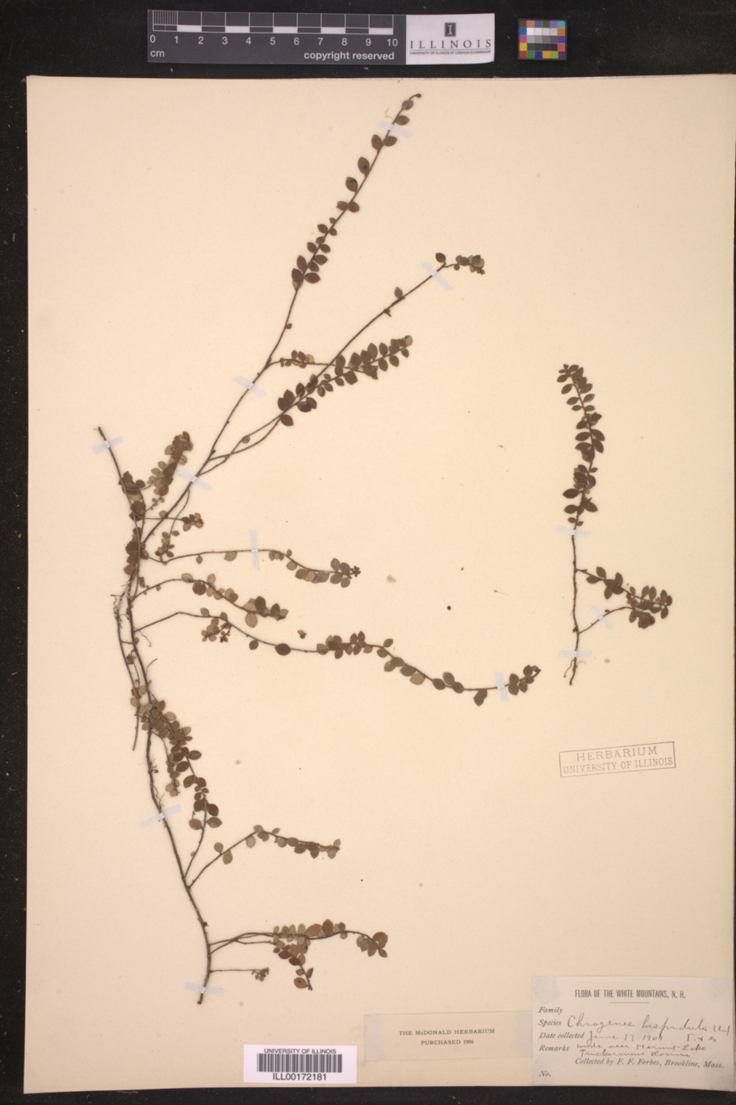 Gaultheria hispidula image