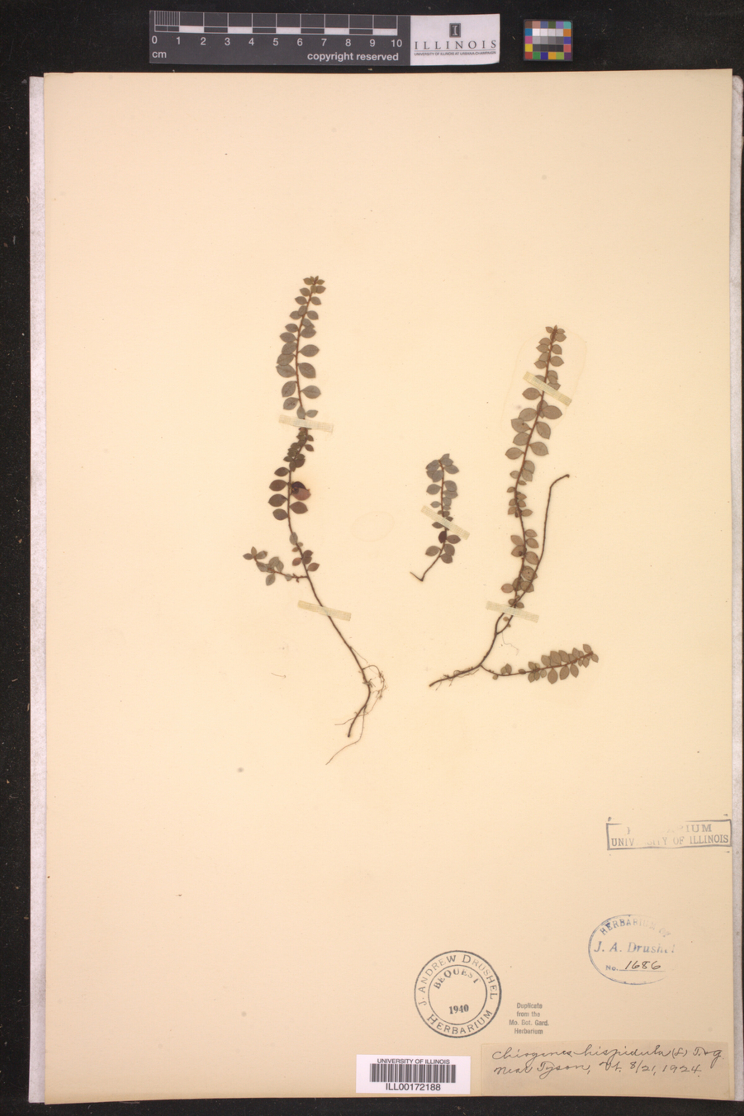 Gaultheria hispidula image
