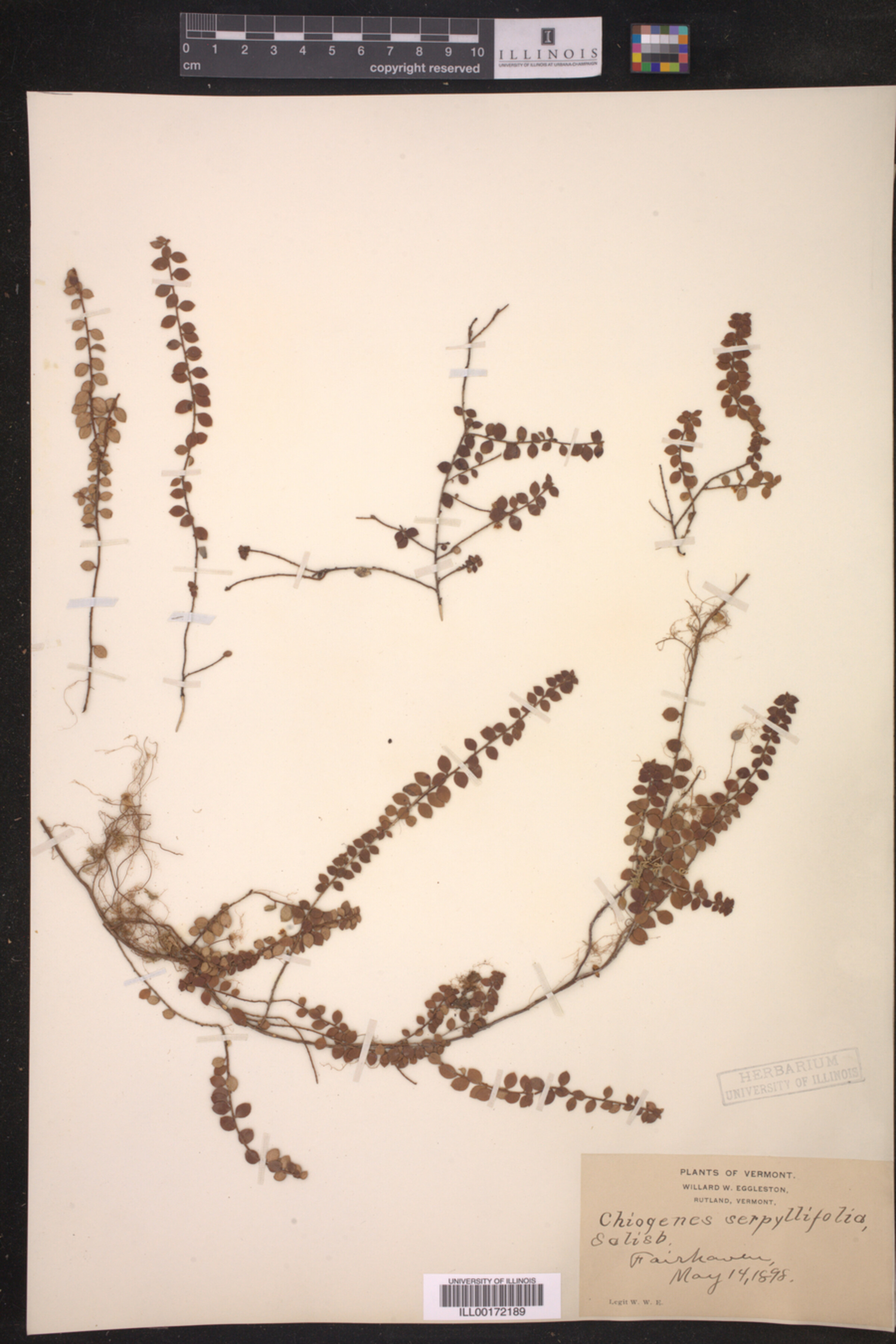 Gaultheria hispidula image