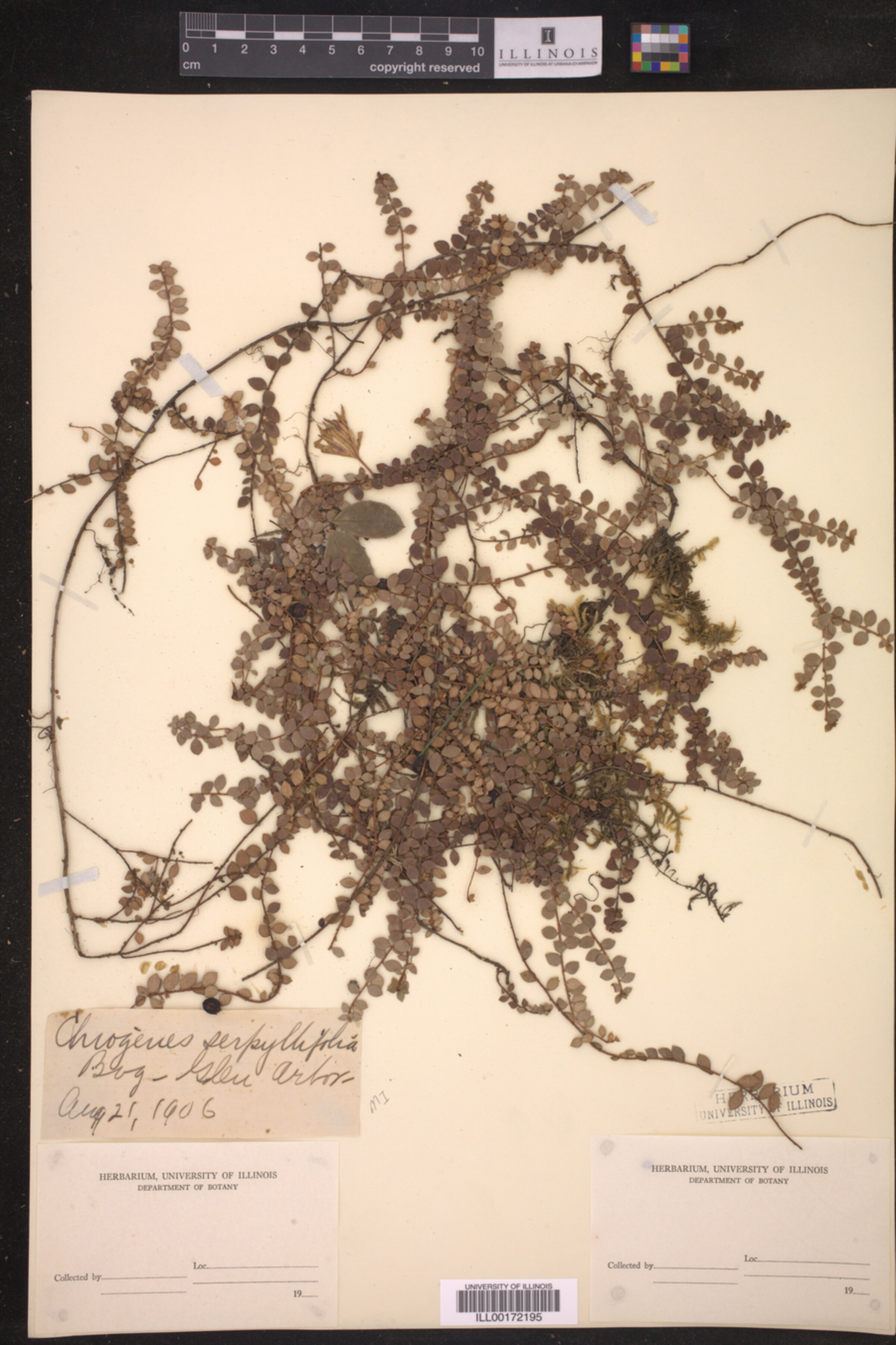 Gaultheria hispidula image