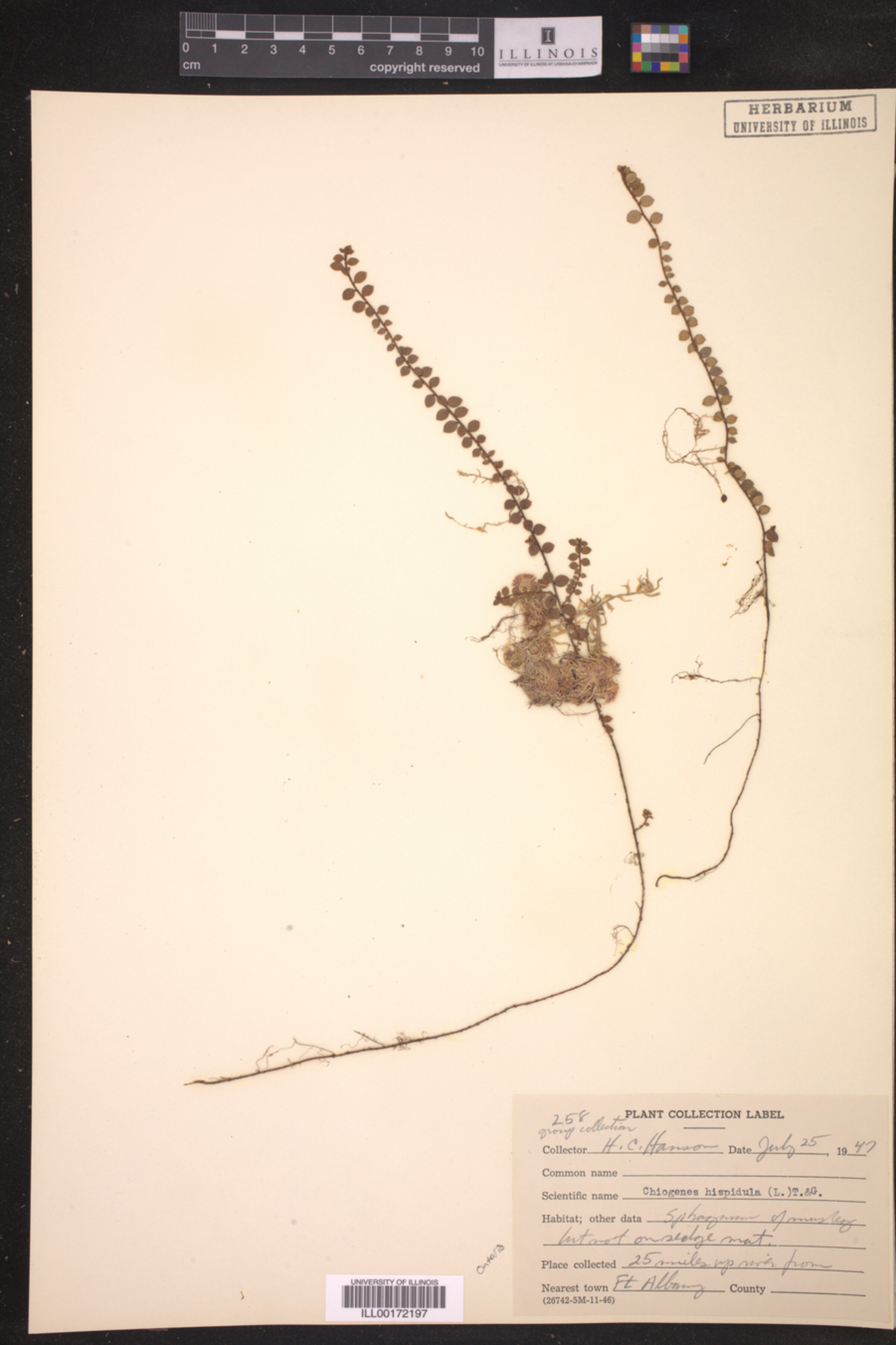 Gaultheria hispidula image