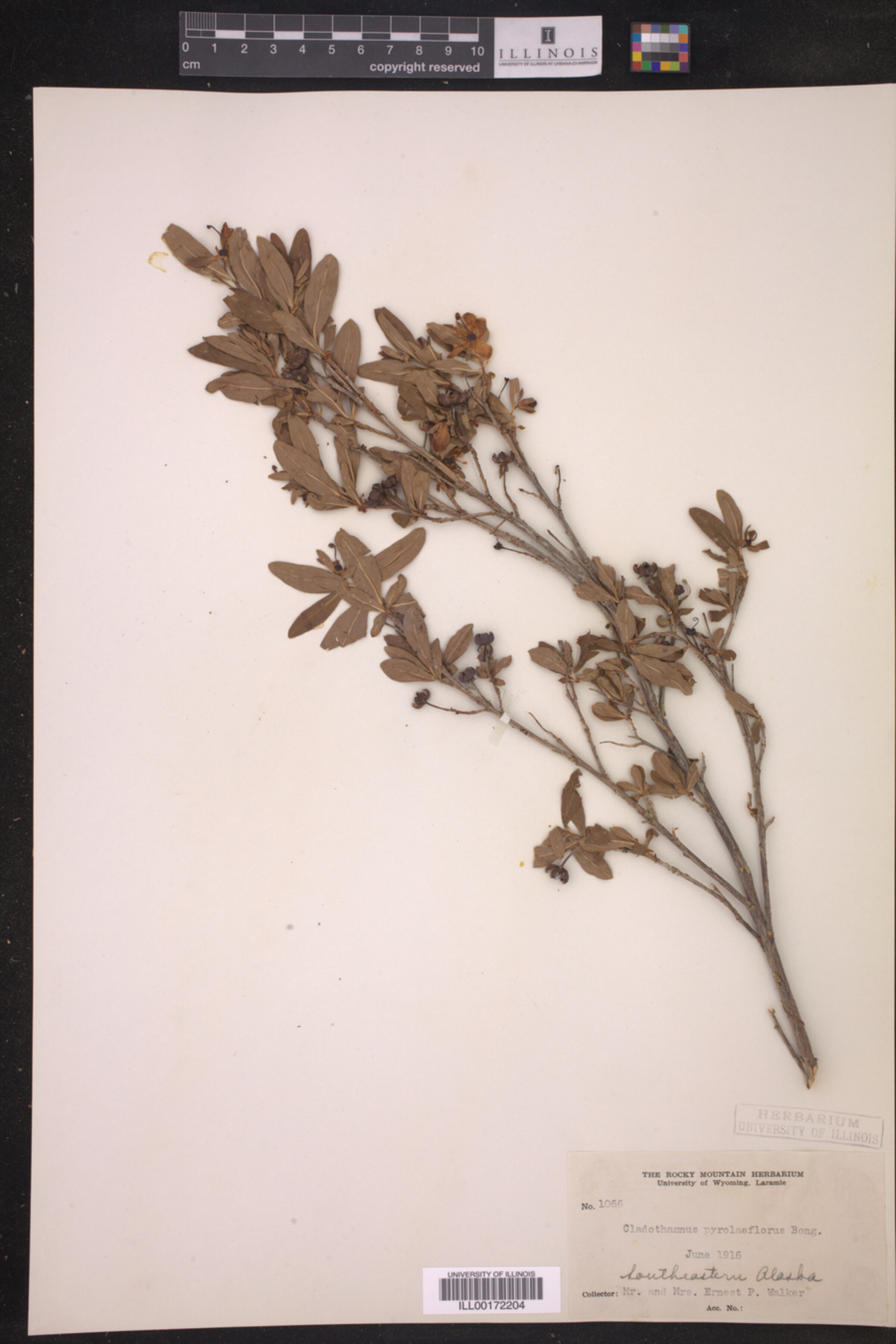 Elliottia pyroliflora image