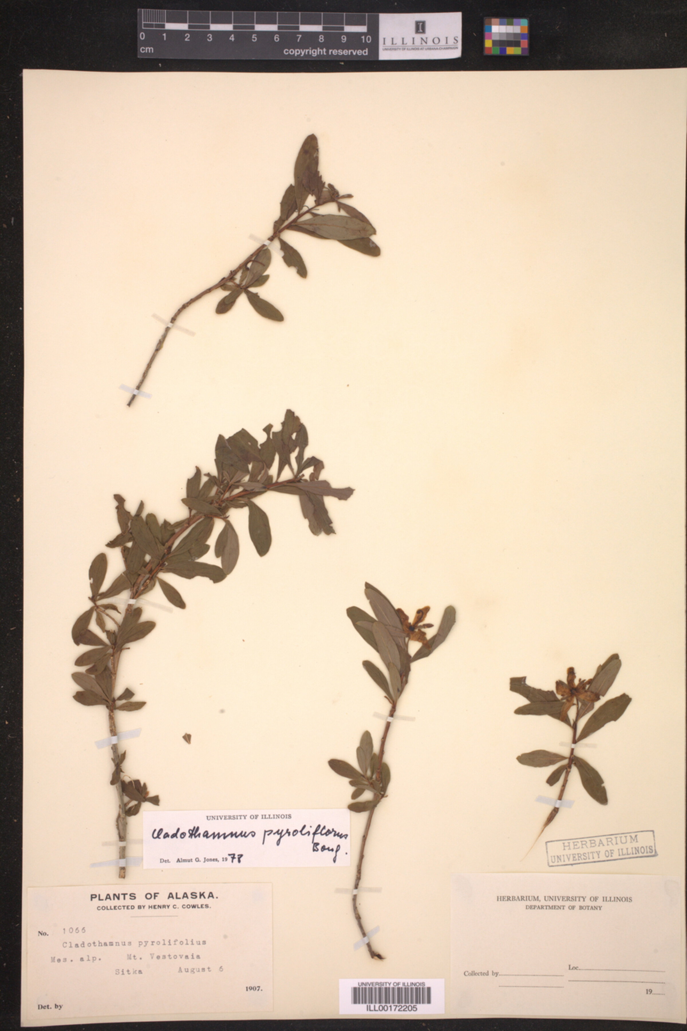 Elliottia image