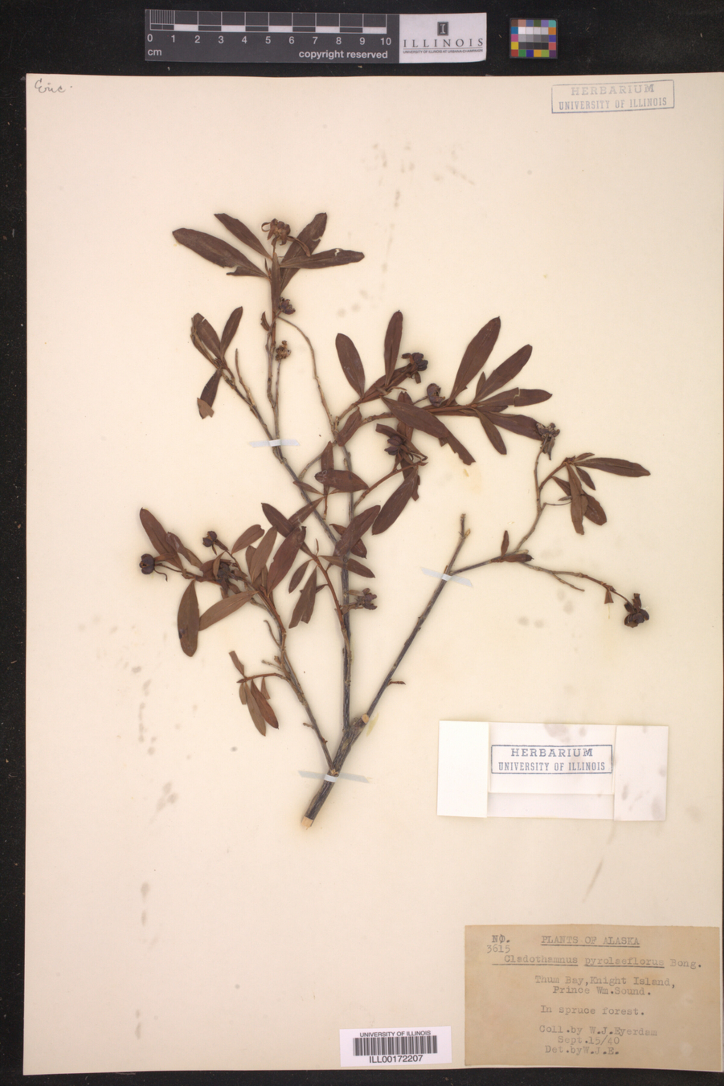 Elliottia pyroliflora image