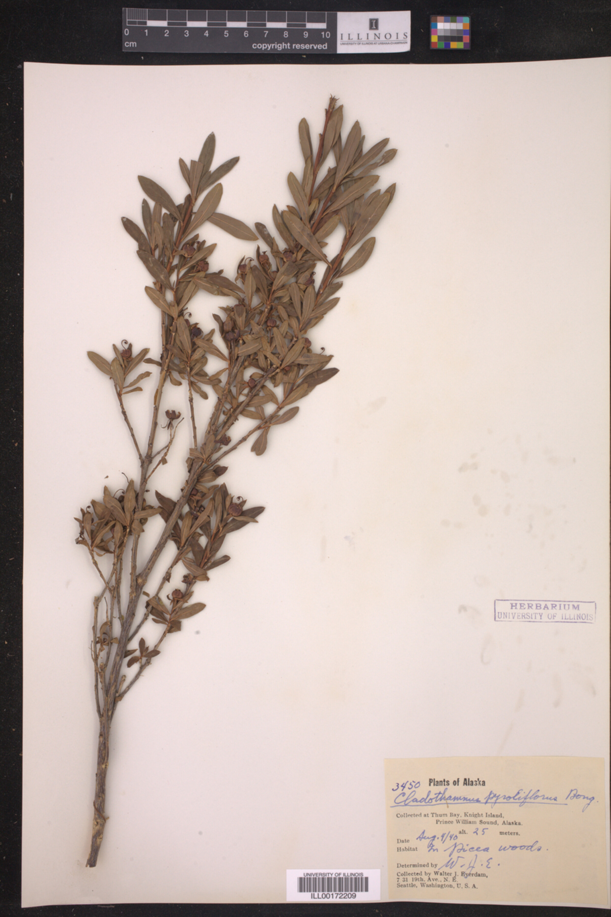 Elliottia pyroliflora image