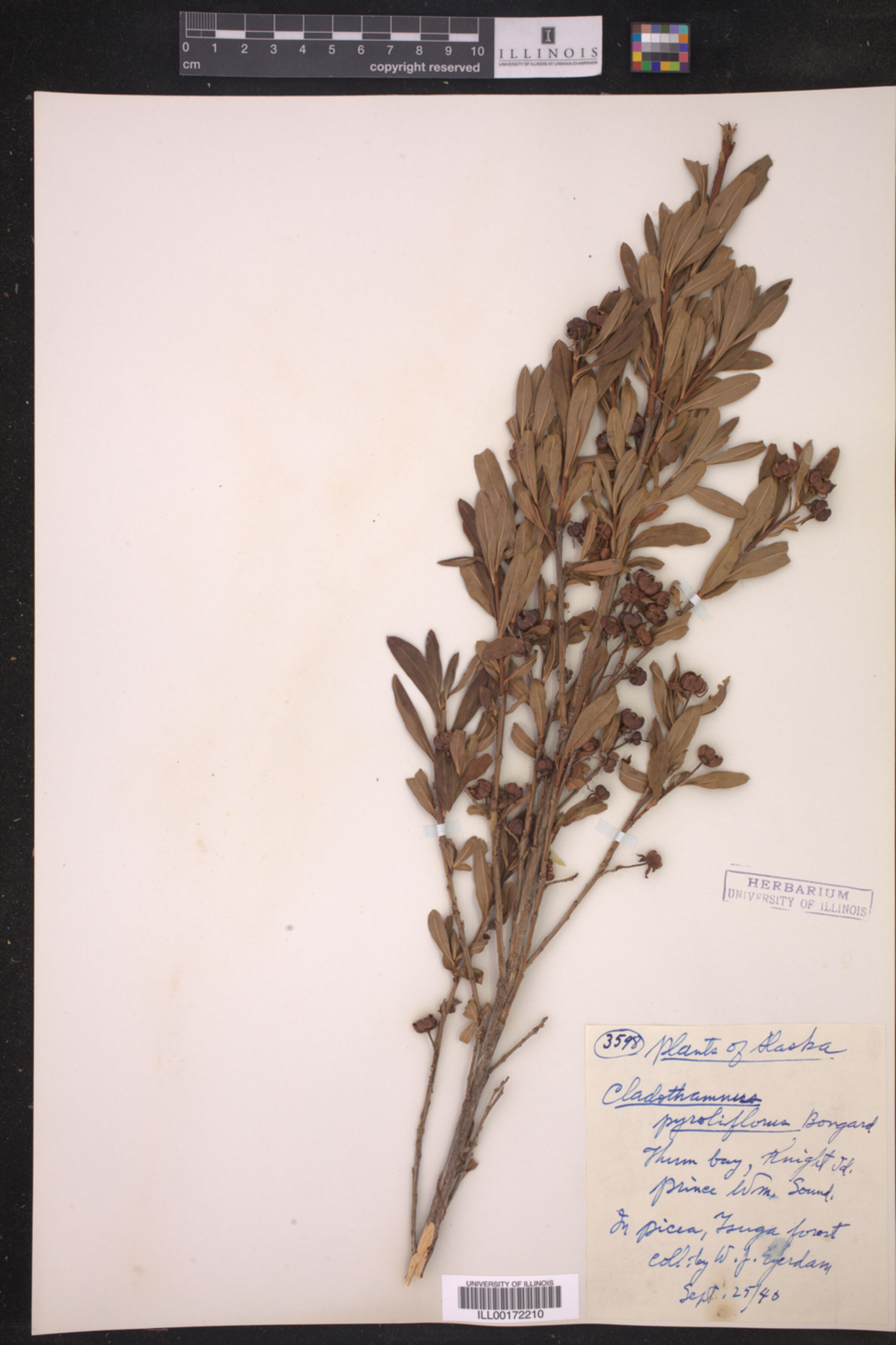 Elliottia pyroliflora image