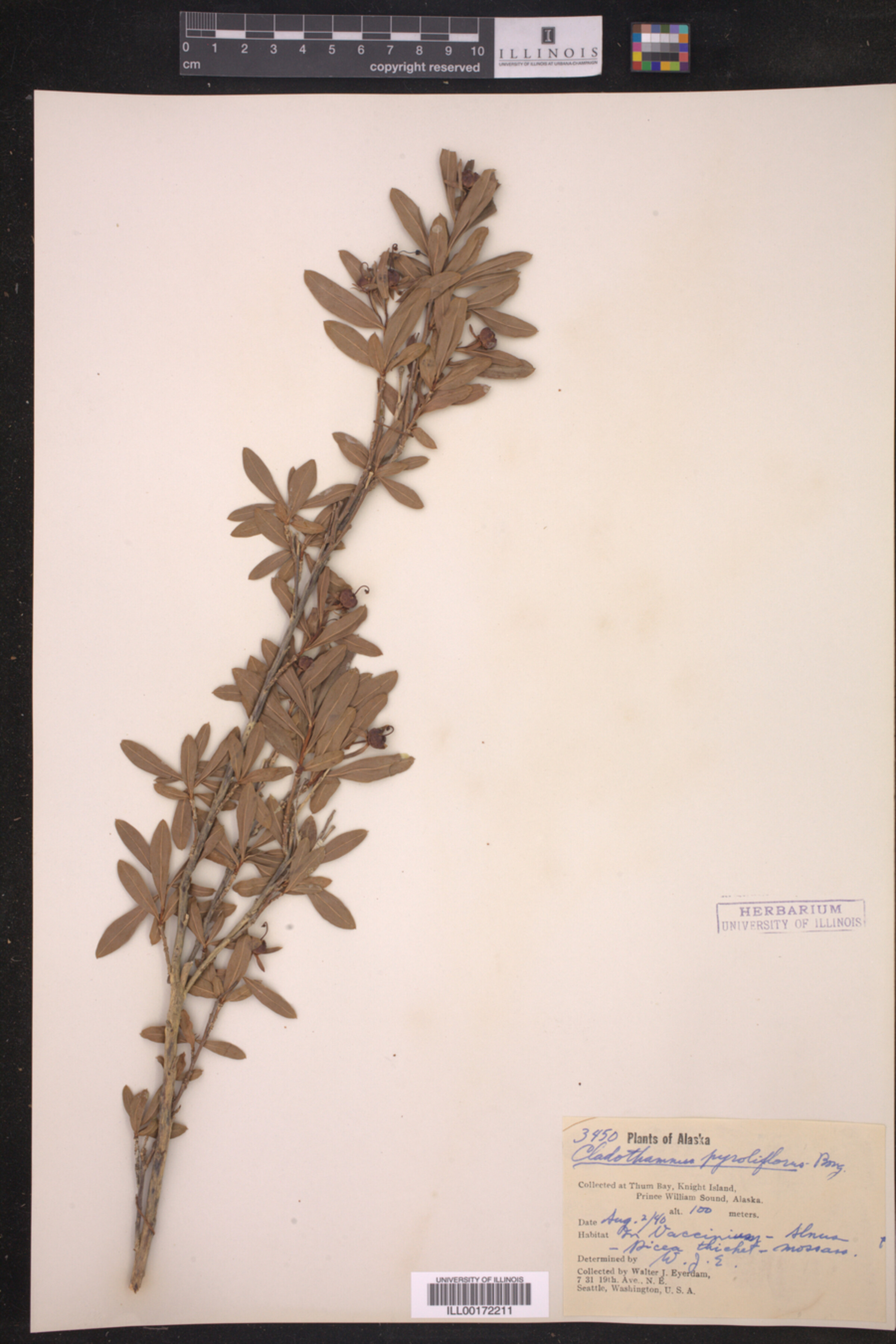 Elliottia pyroliflora image