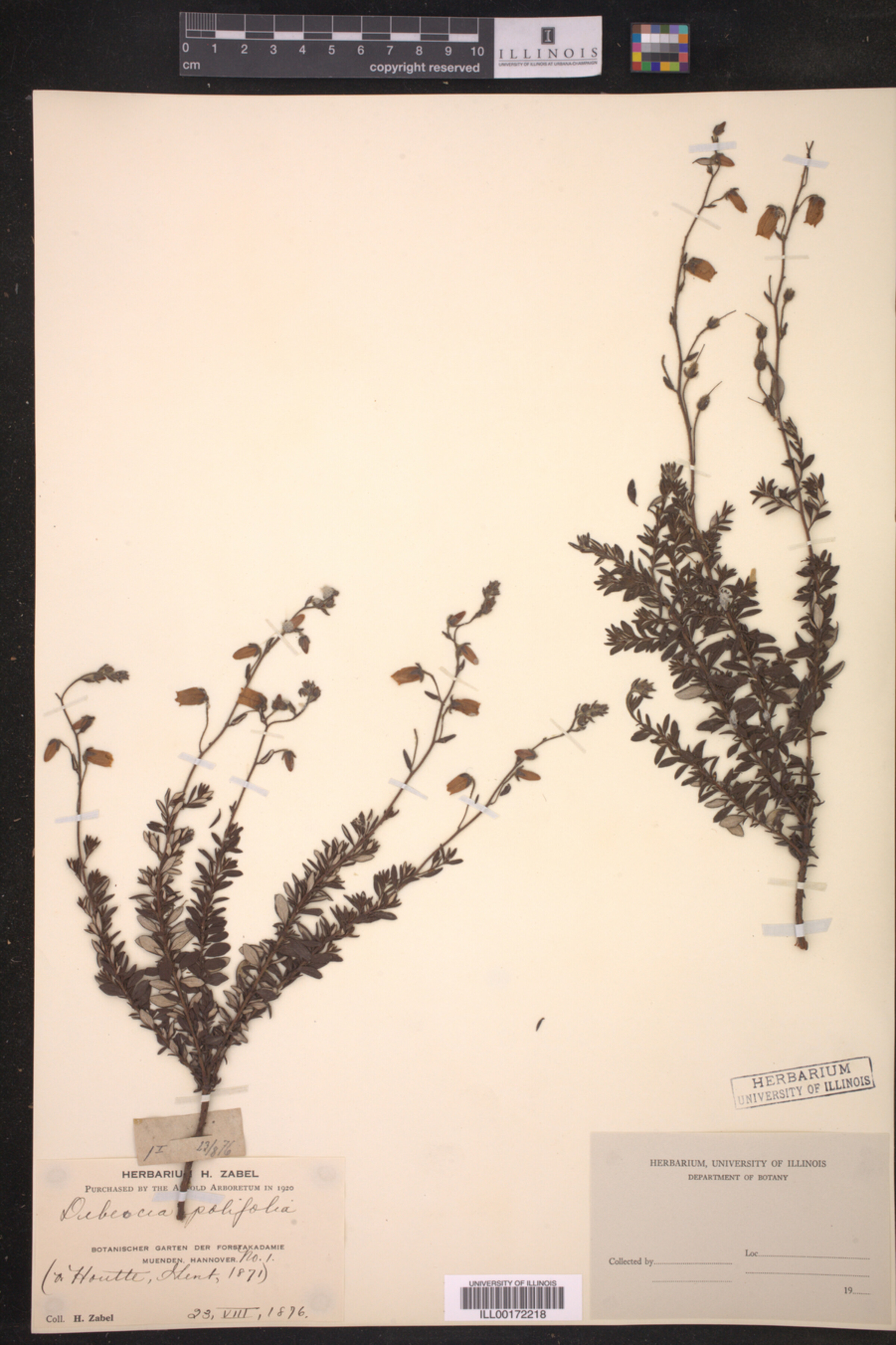 Daboecia cantabrica image