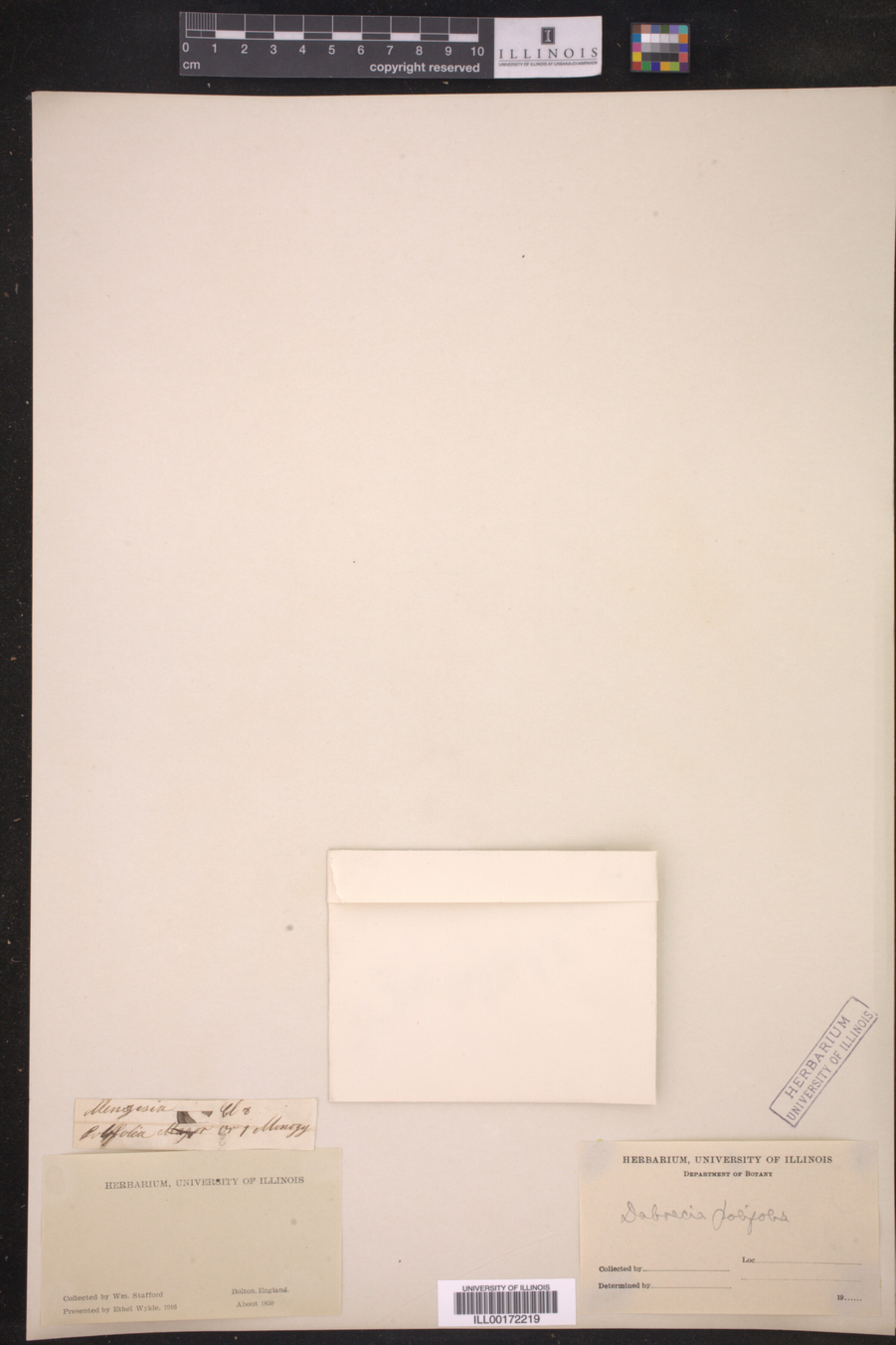 Daboecia cantabrica image