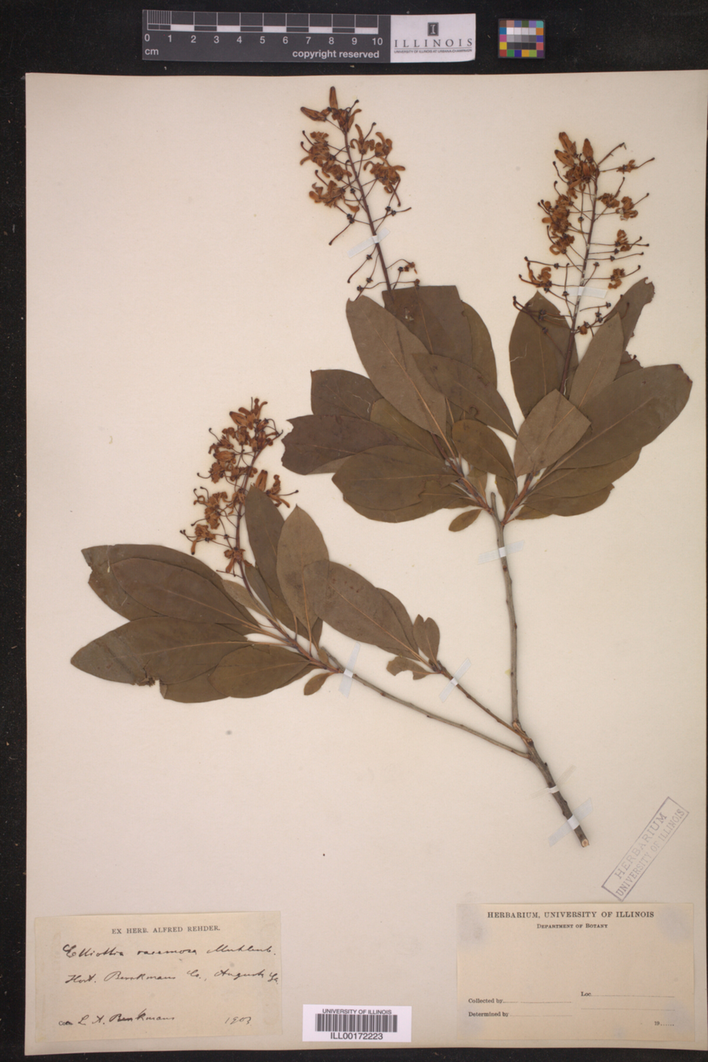 Elliottia racemosa image