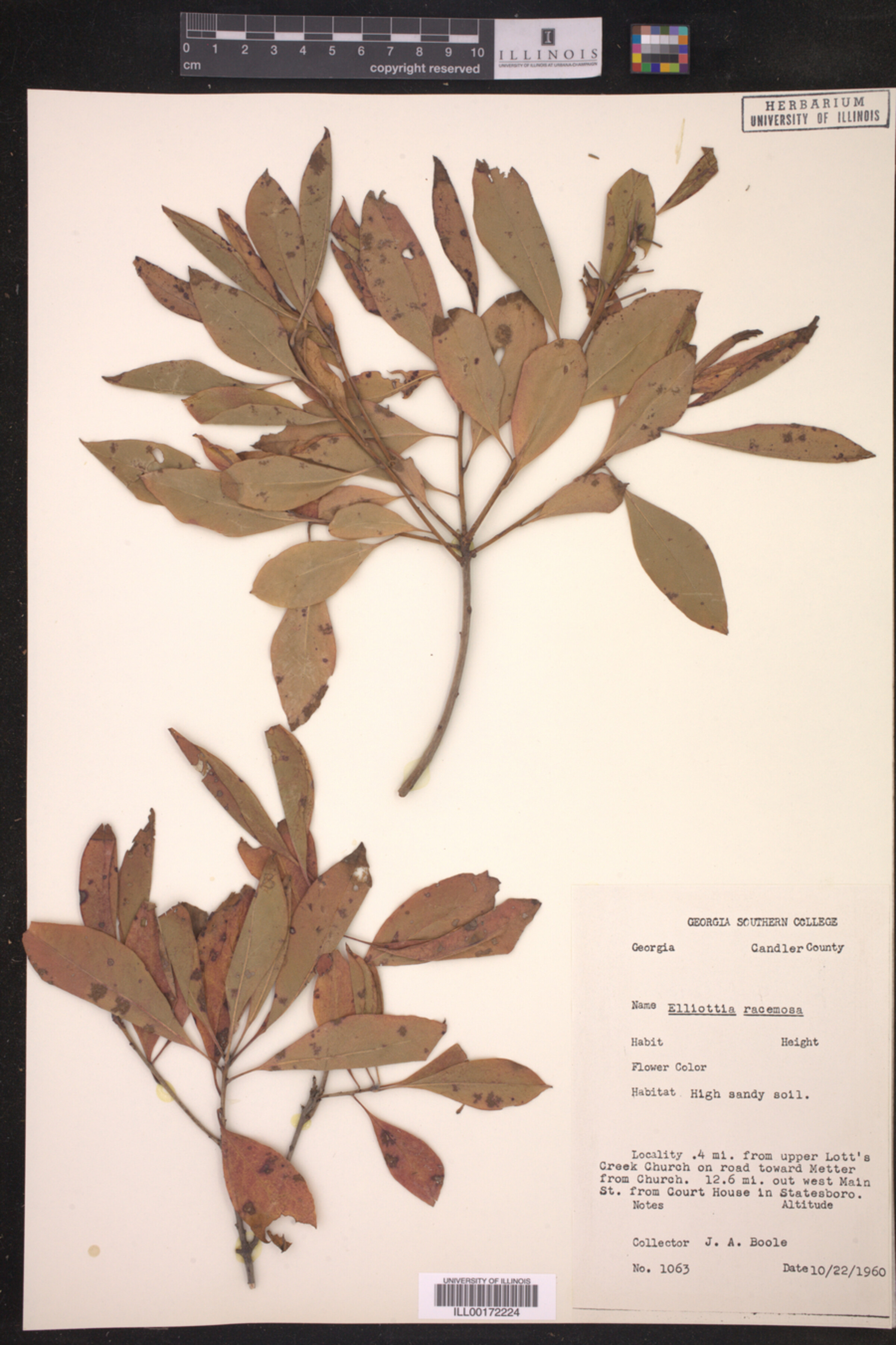 Elliottia racemosa image