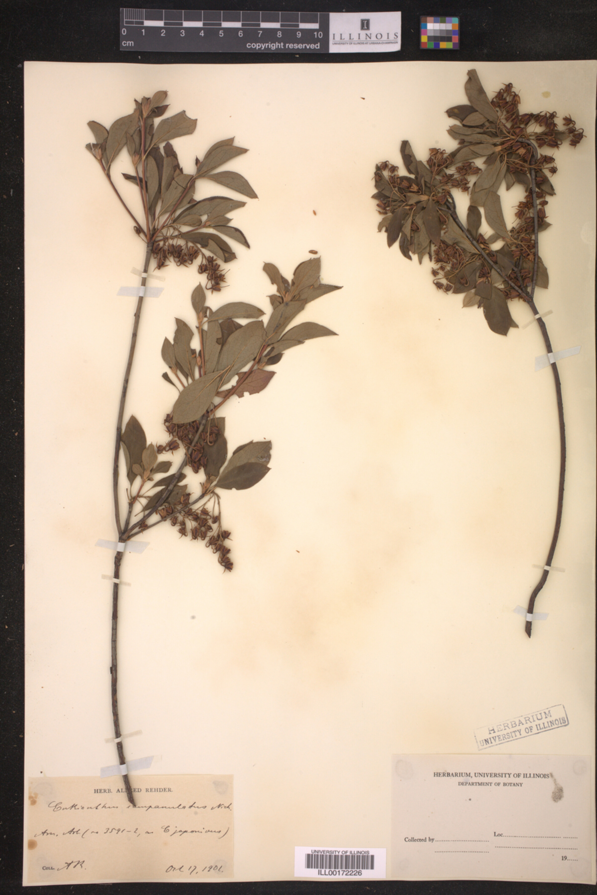 Enkianthus campanulatus image