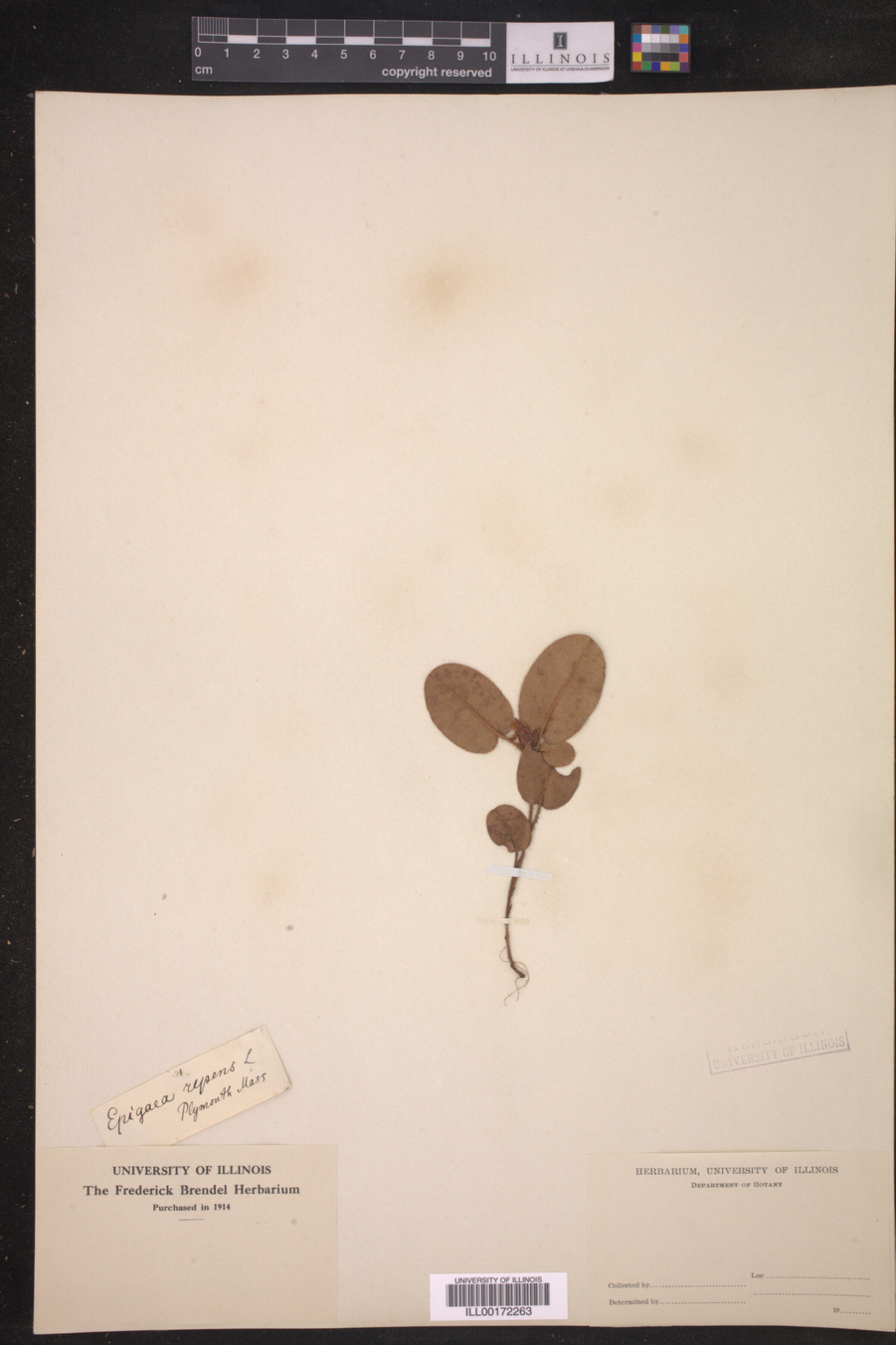 Epigaea repens image