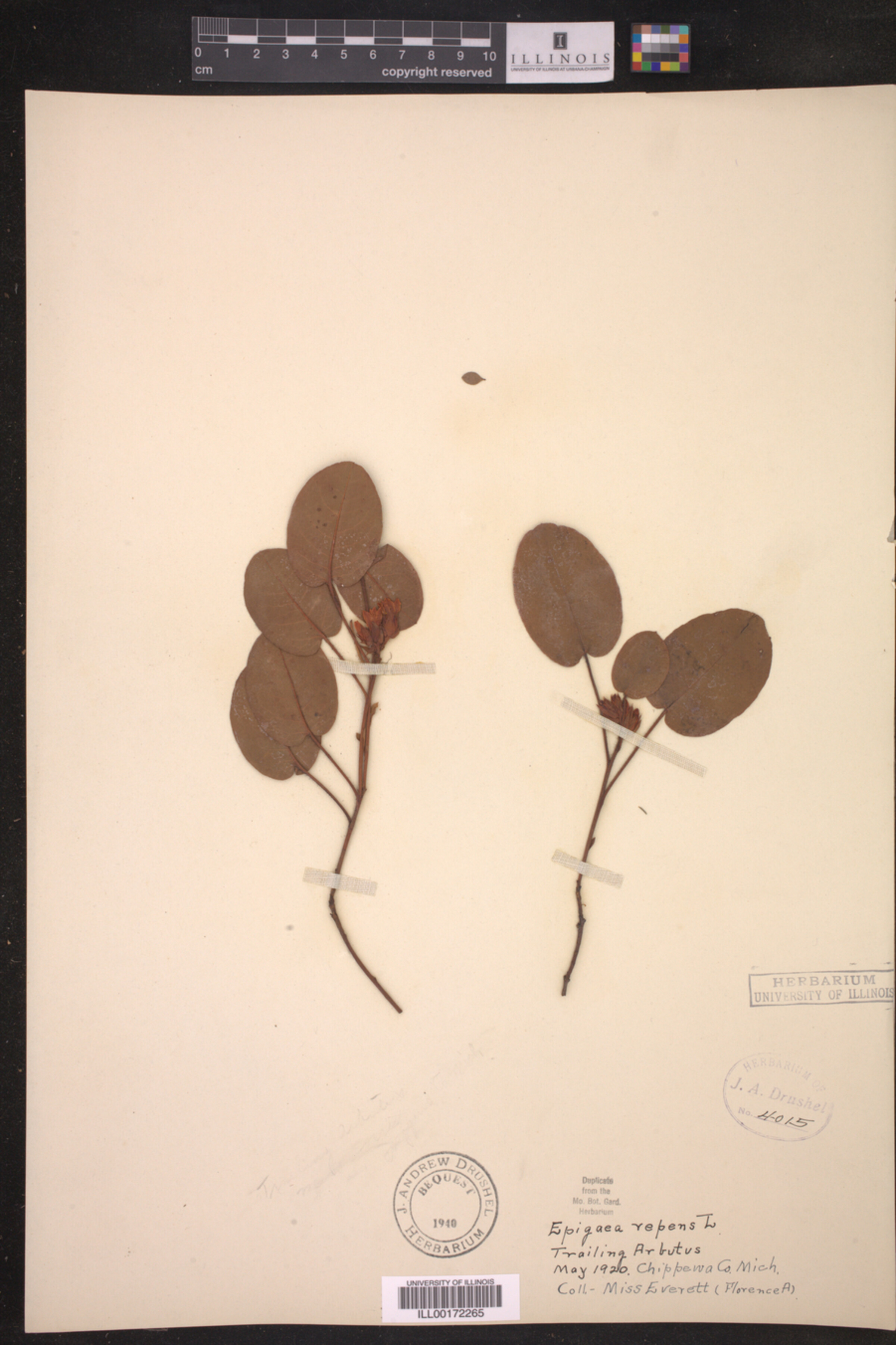 Epigaea repens image