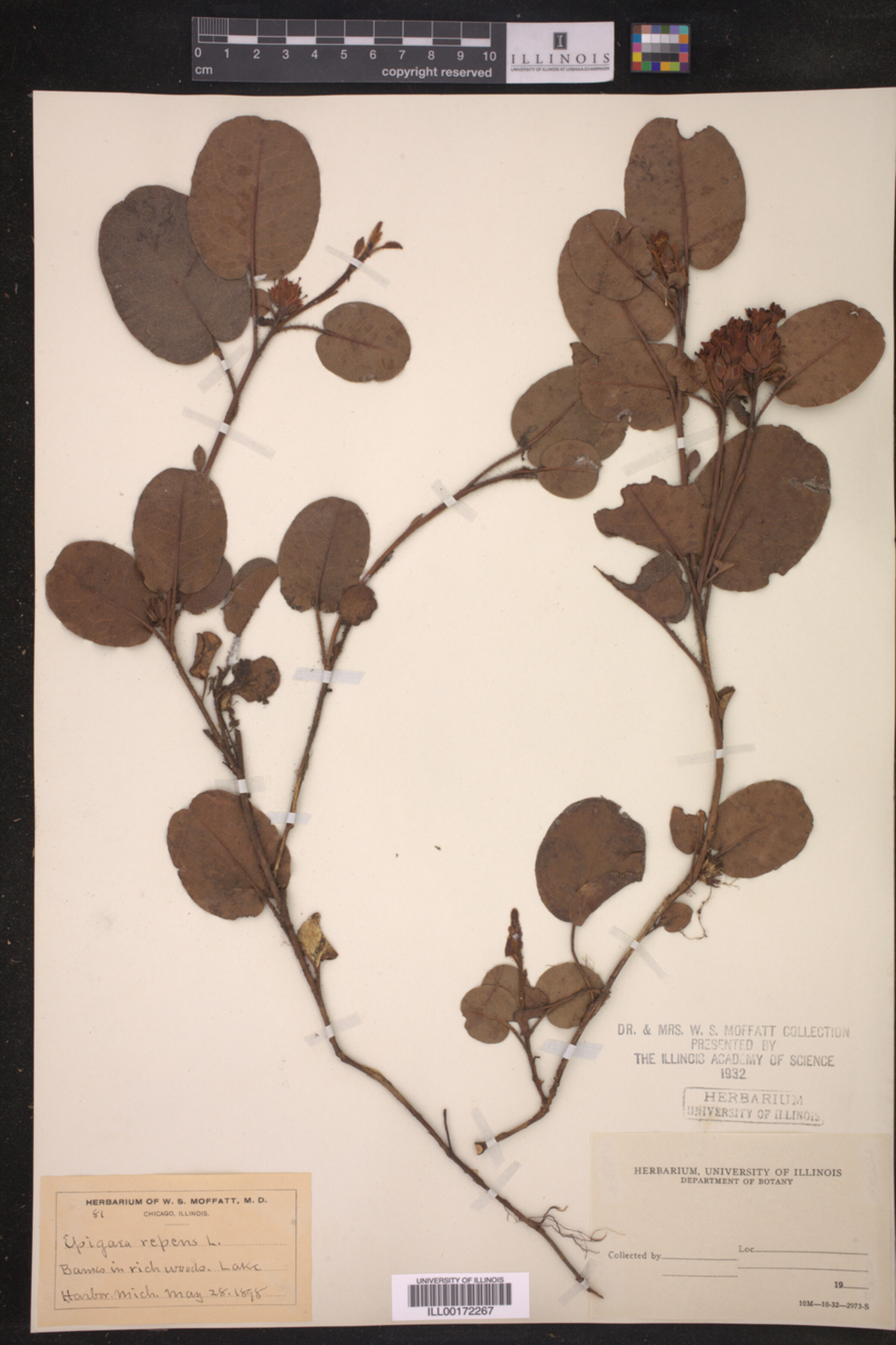 Epigaea repens image