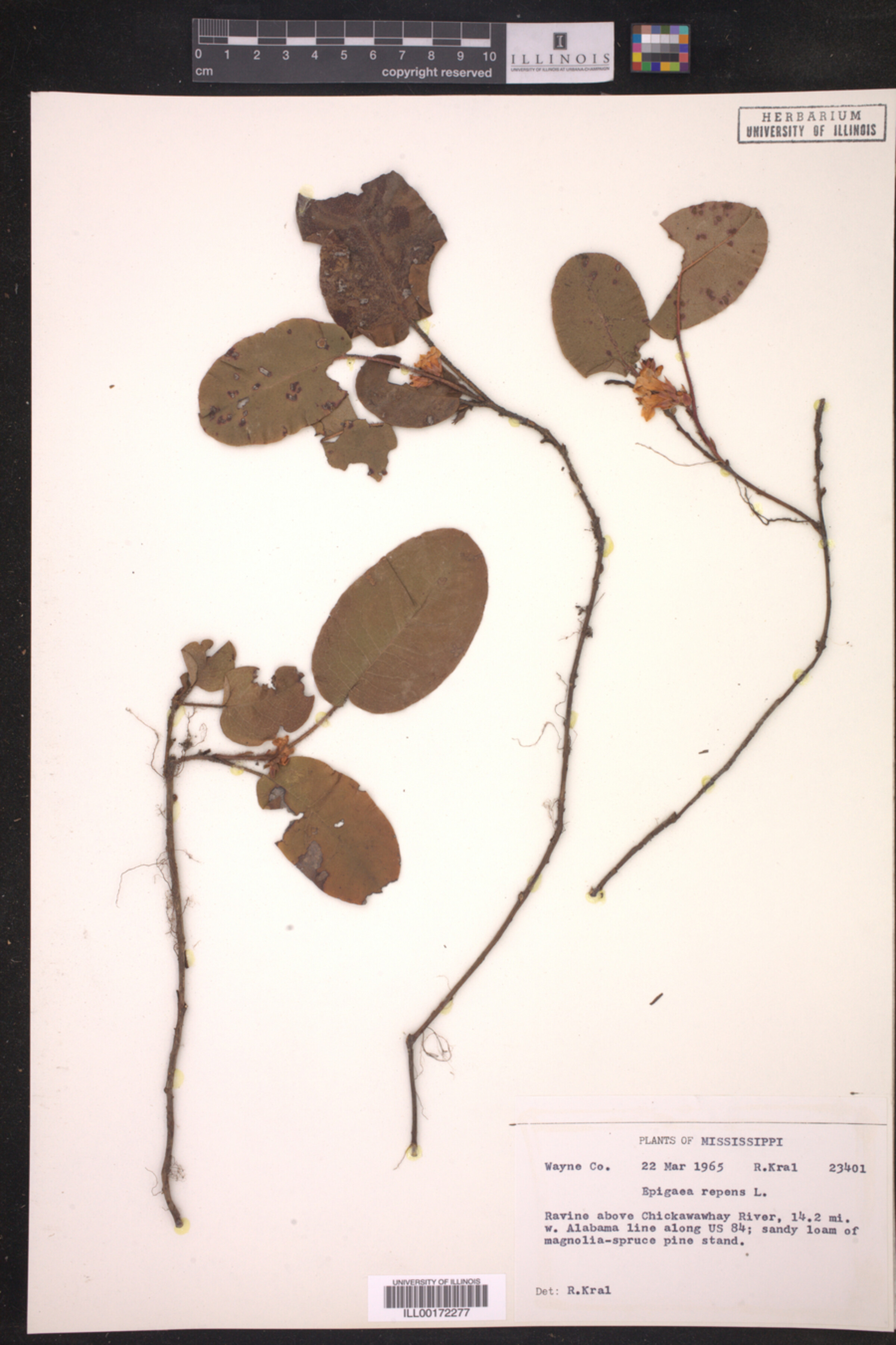 Epigaea image