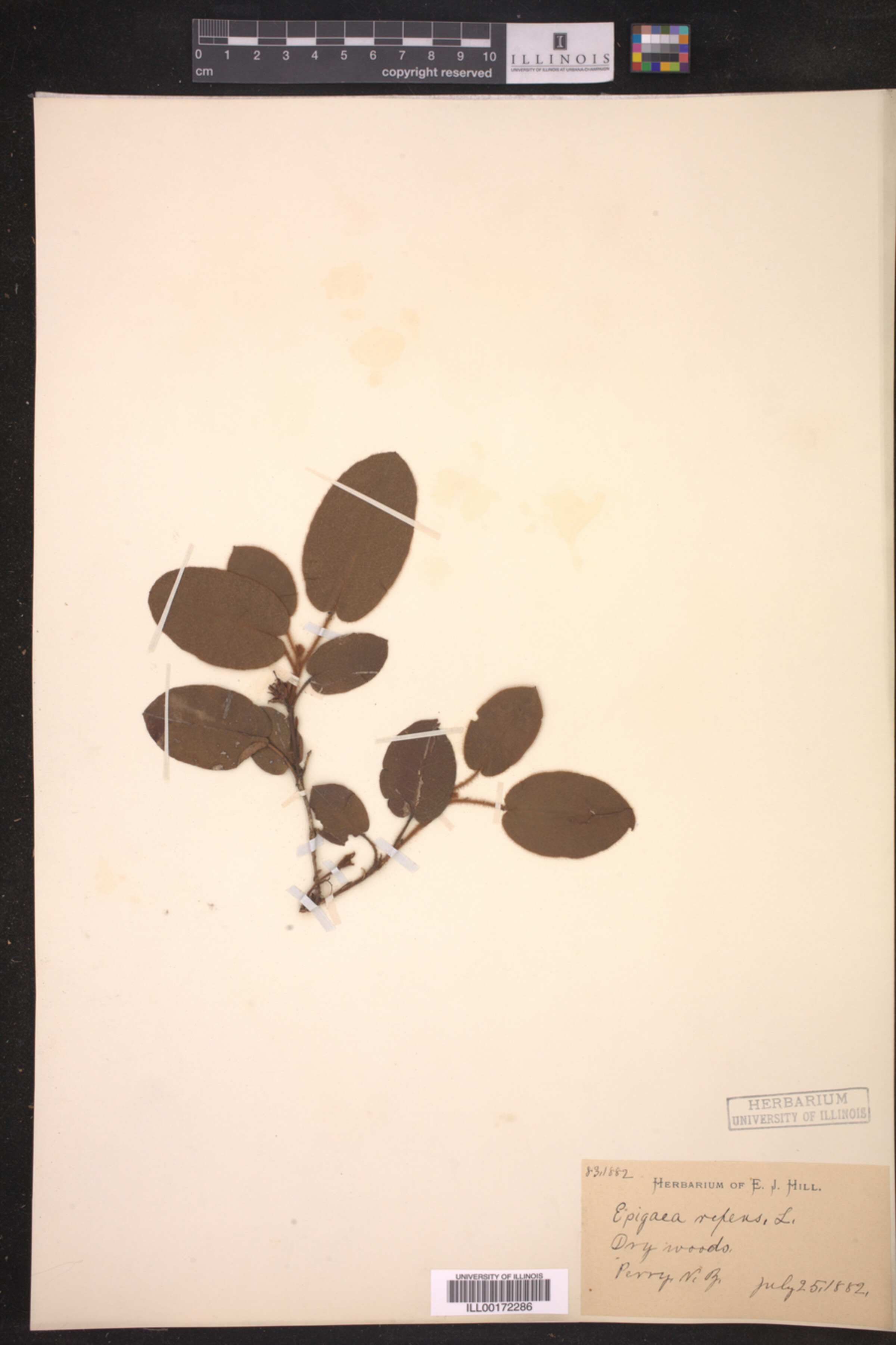 Epigaea repens image