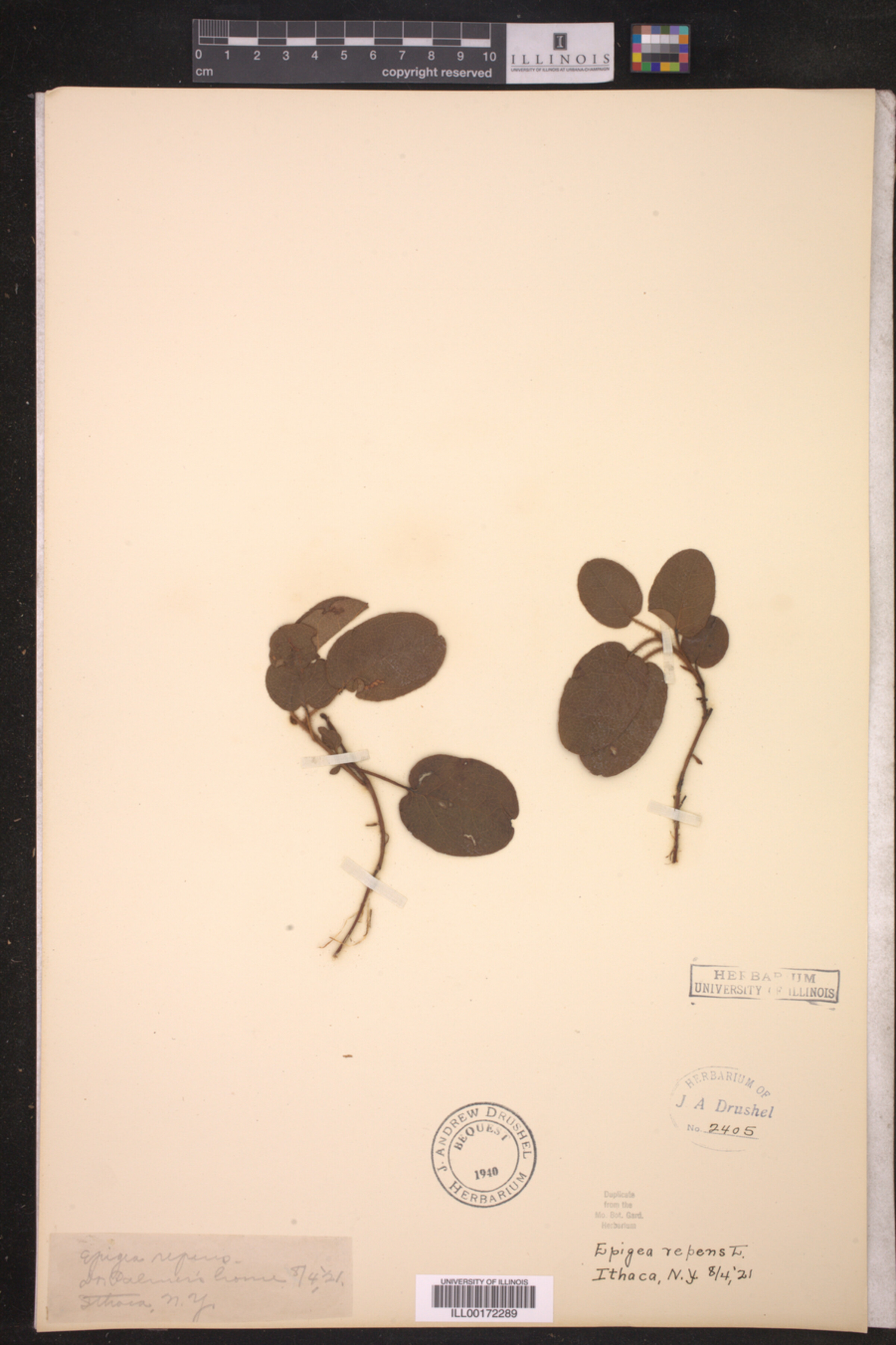 Epigaea repens image