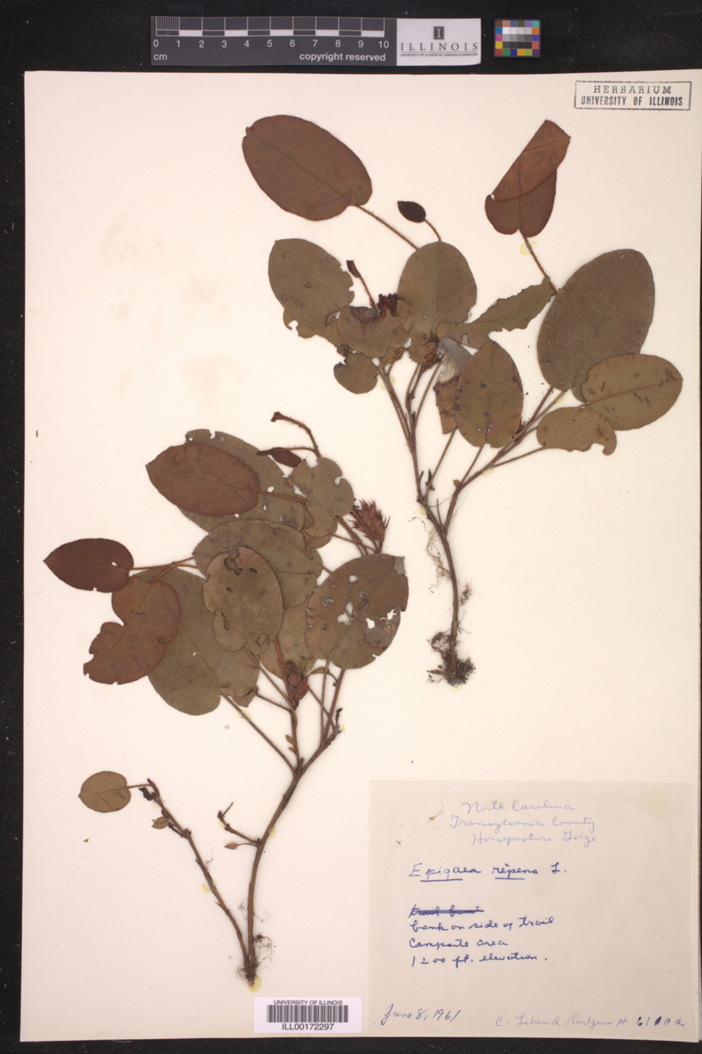 Epigaea repens image