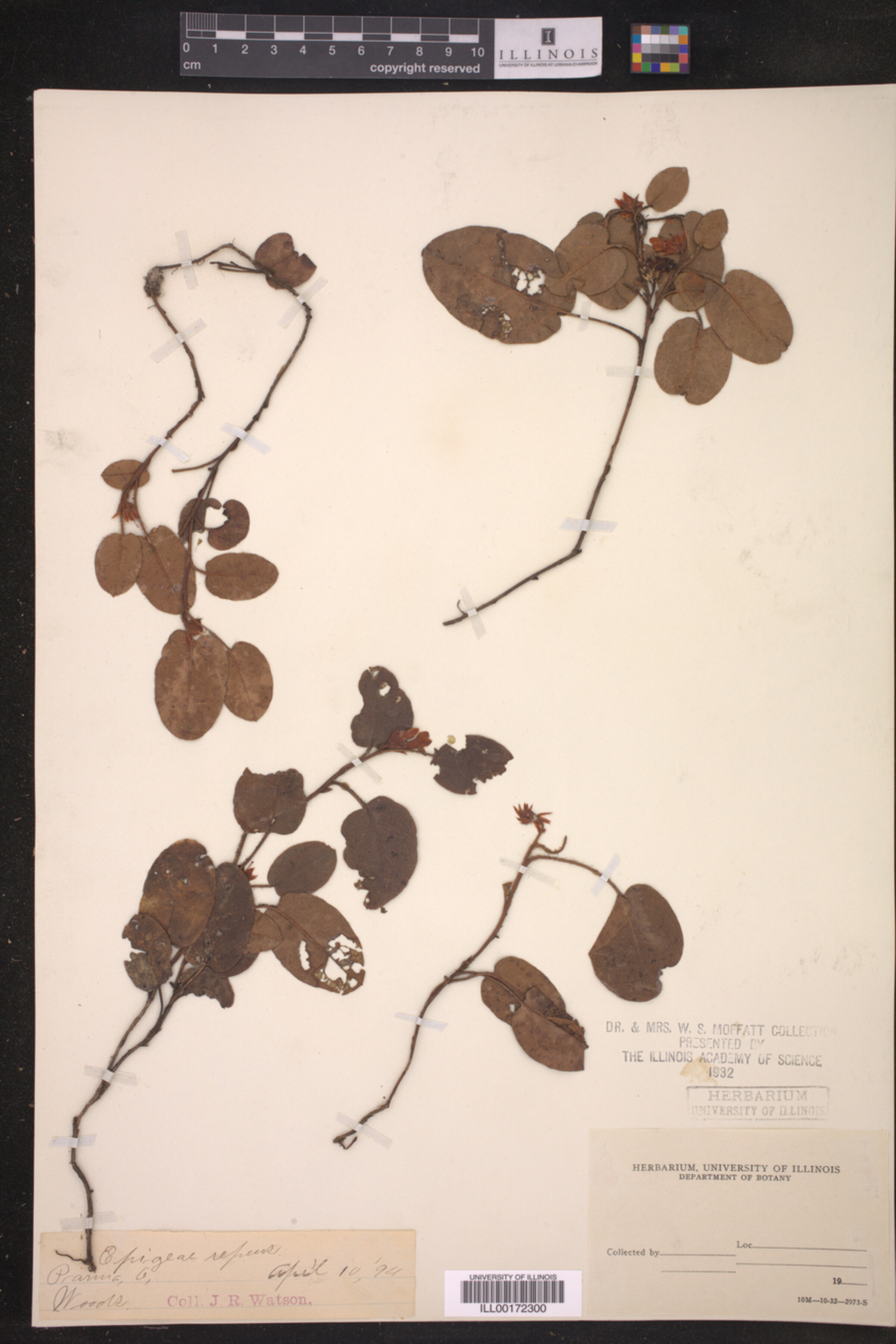 Ericaceae image