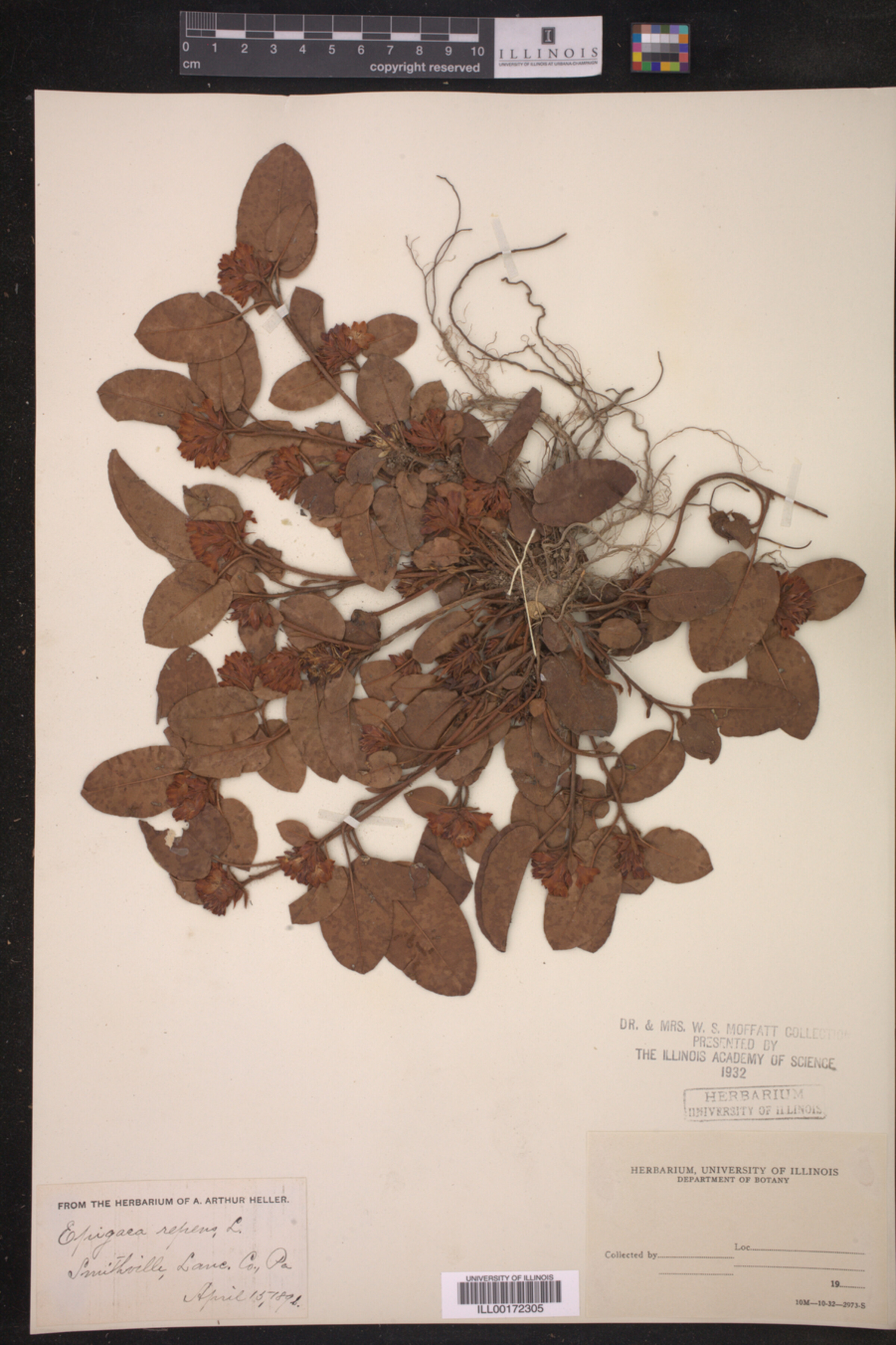 Epigaea repens image