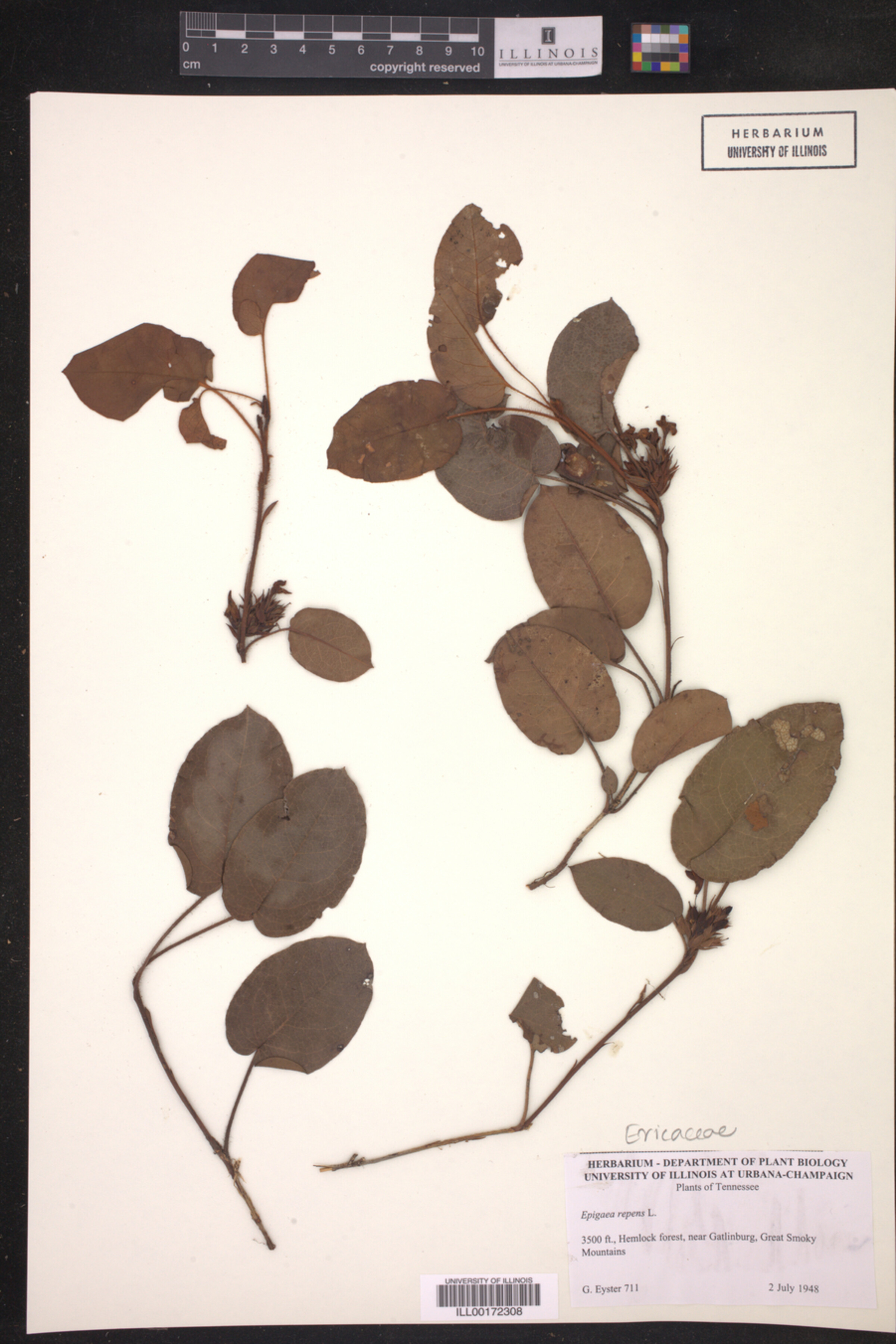 Epigaea repens image