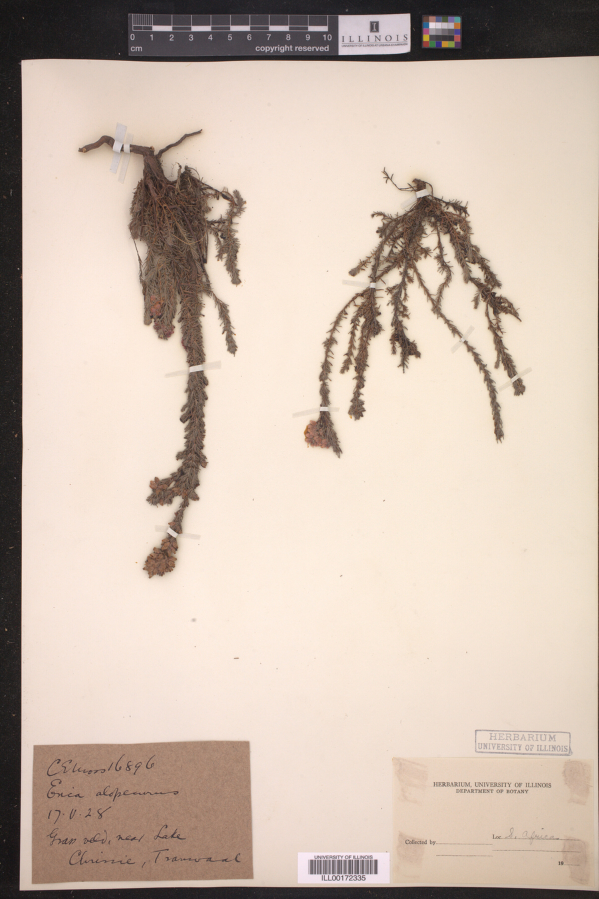 Erica alopecurus image