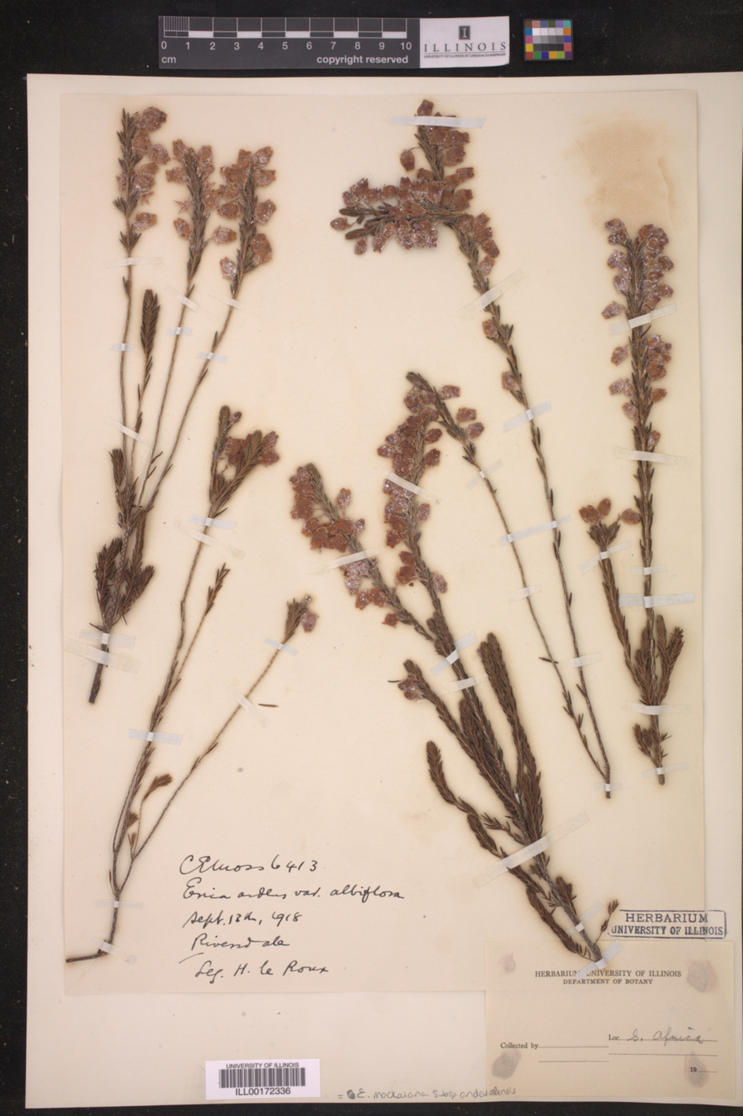 Erica mackaiana subsp. andevalensis image