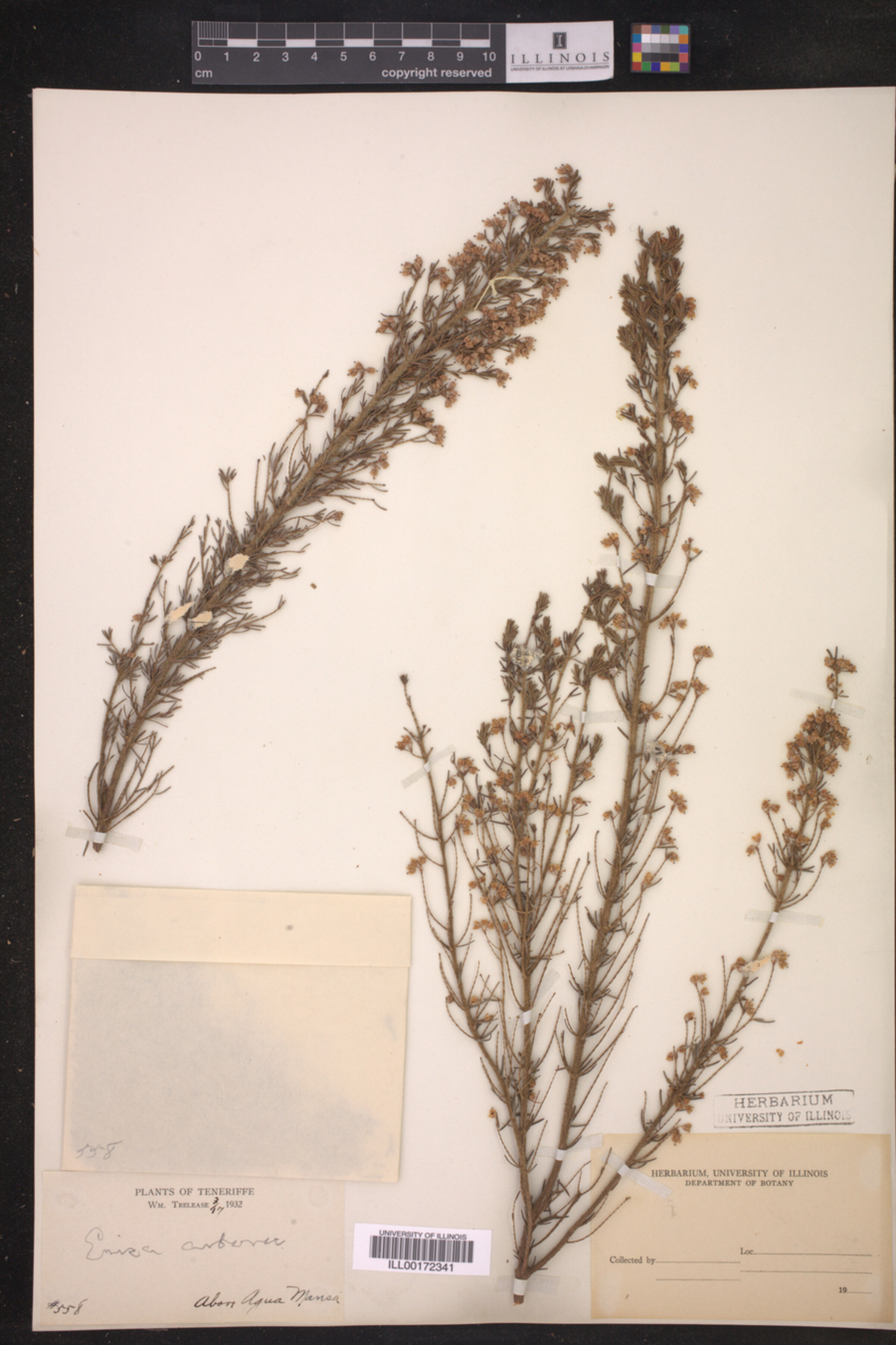 Erica arborea image